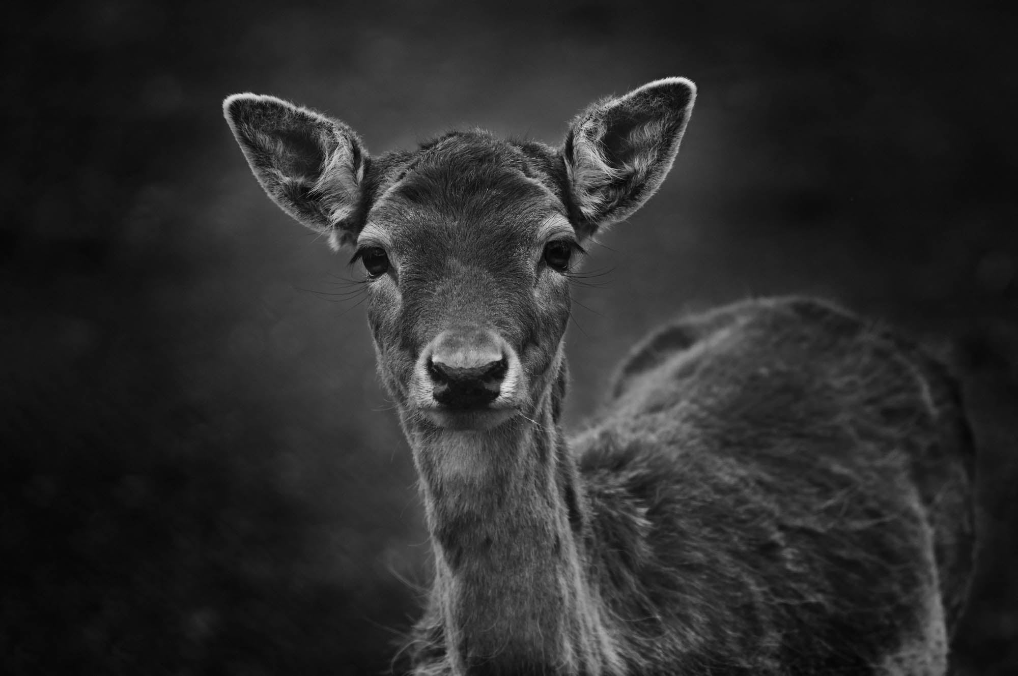 Deer in black and white - LW00243