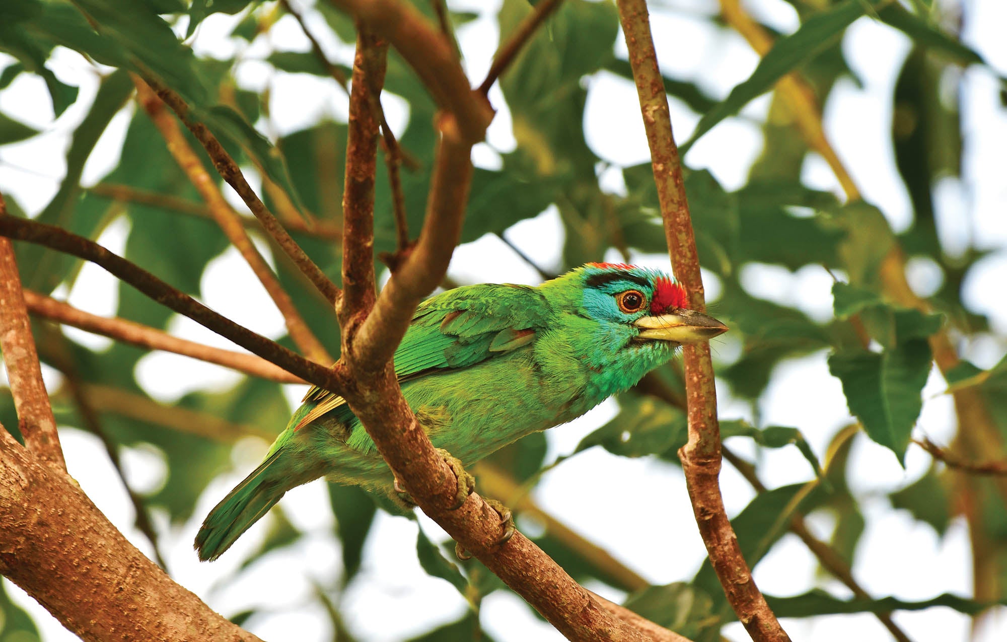 Blue-throated Barbet on Branch - LW00198