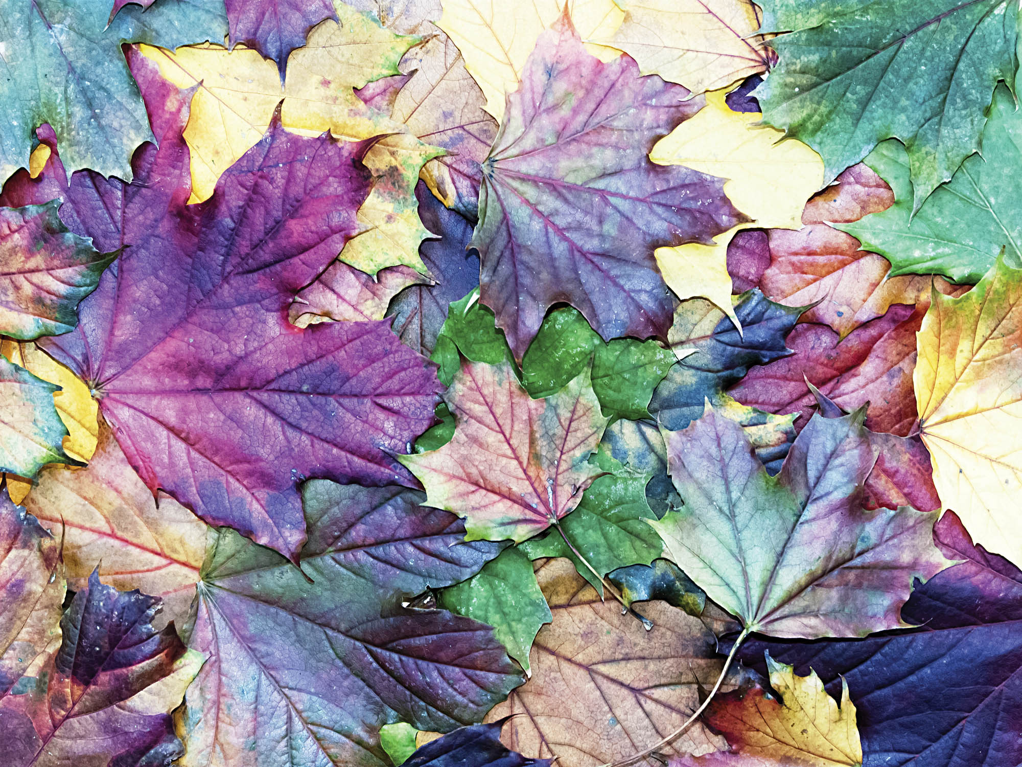 Colorful Autumn Leaves - LW00249
