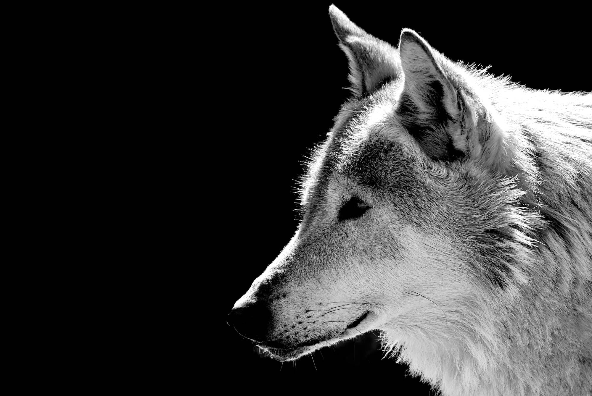 Close-up head wolf - LW00208