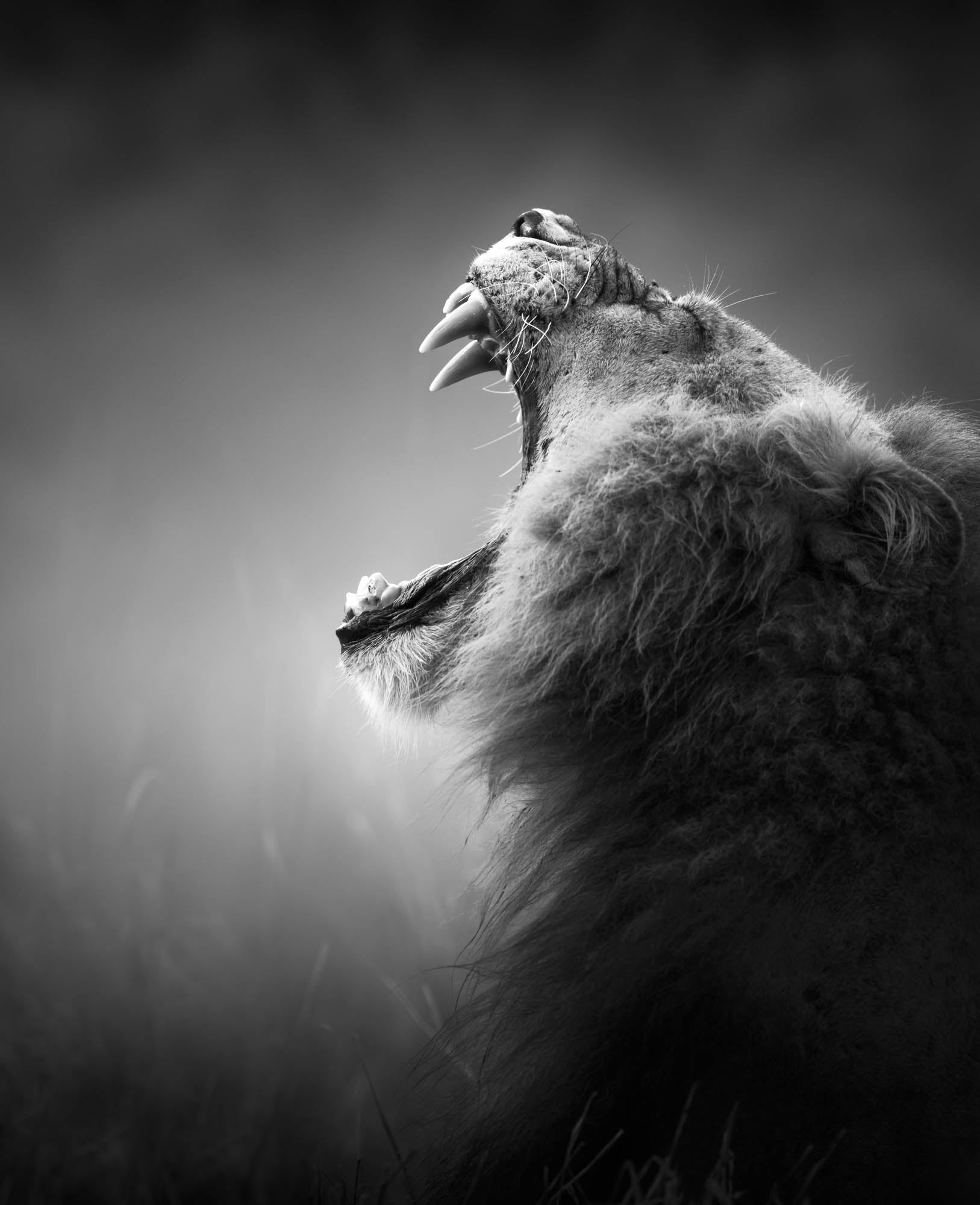 A yawning lion - LW00210