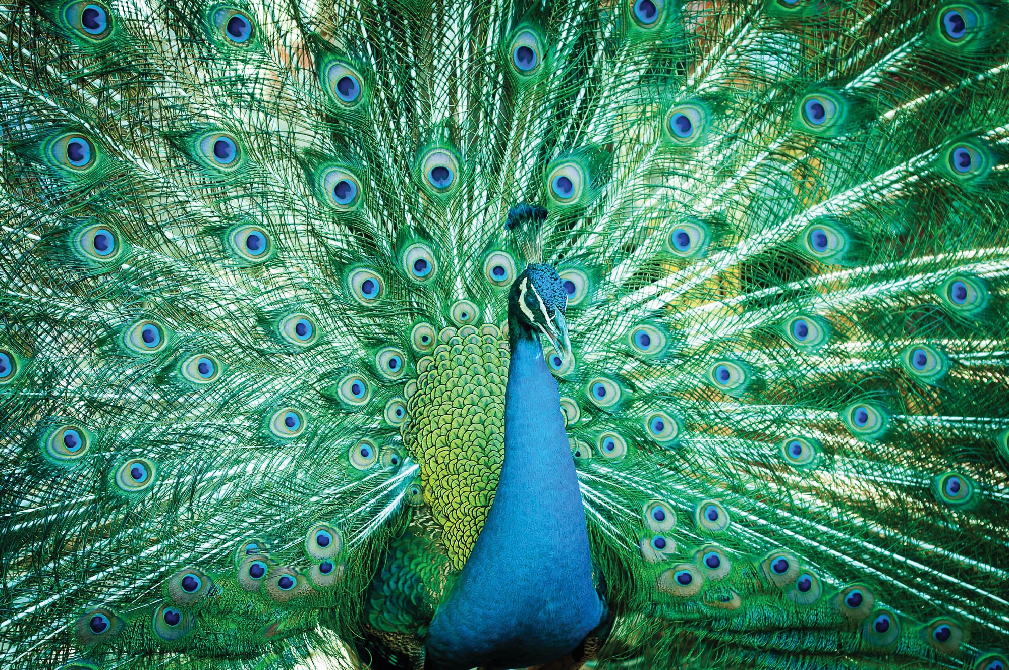 Peacock - LW00156