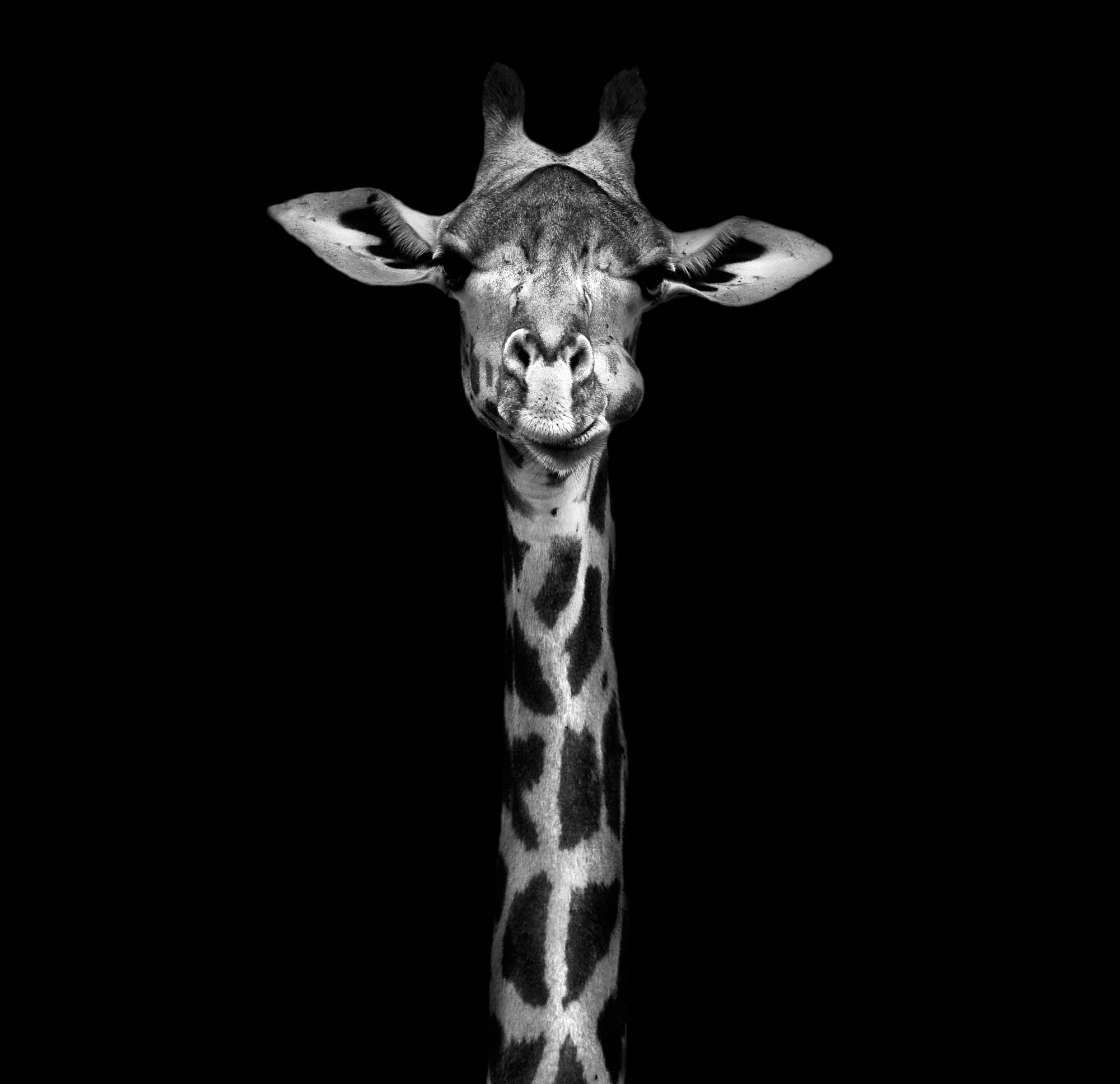 Giraffe Head - LW00215