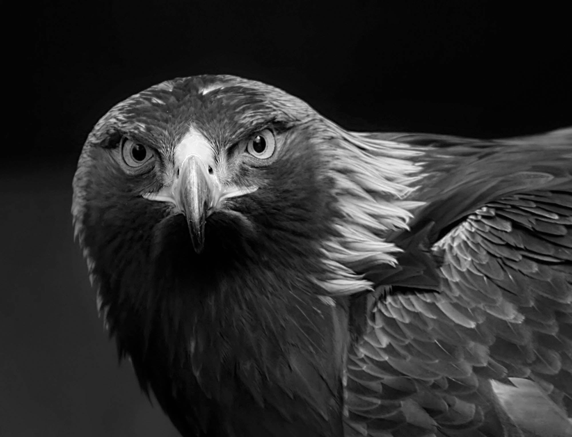Close-up of eagle seen from the front - LW00221