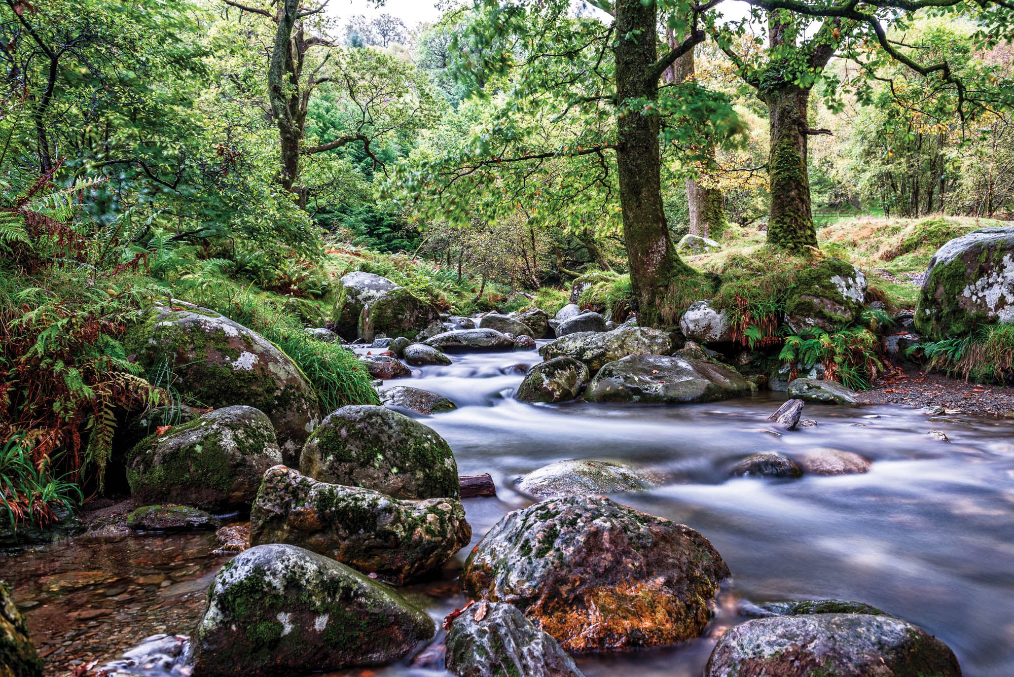 River through forest - LW00257