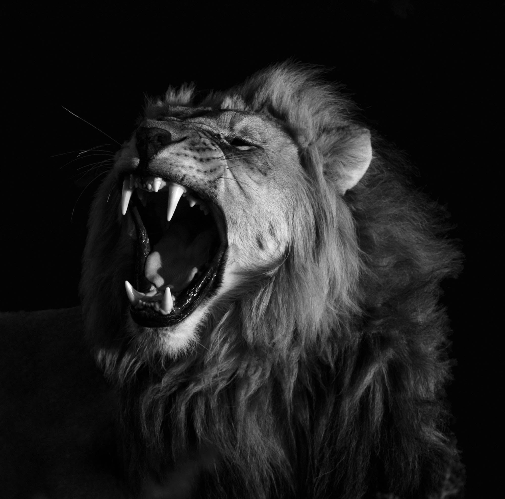 roaring lion head - LW00199