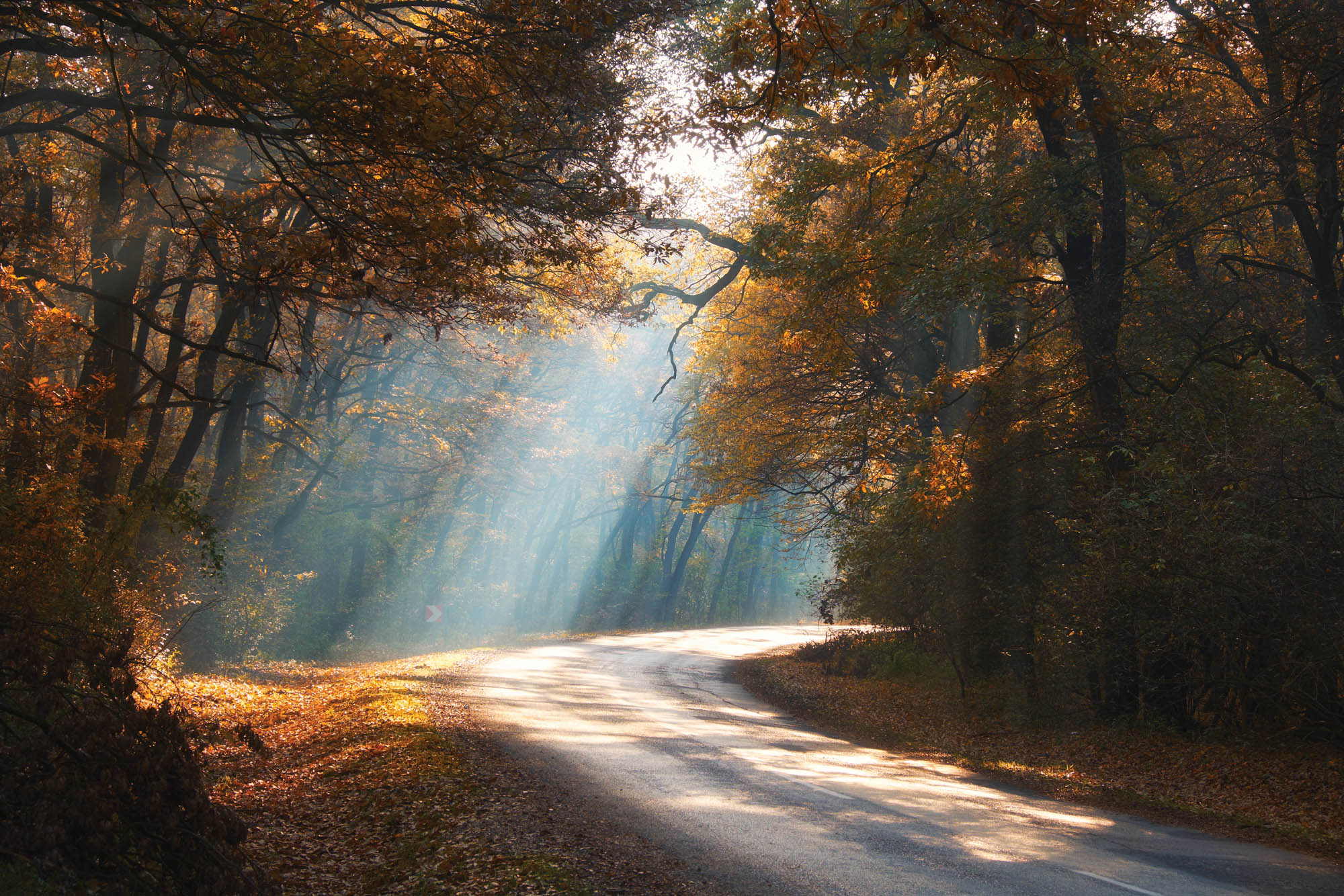 A road through misty autumn forest - LW00259
