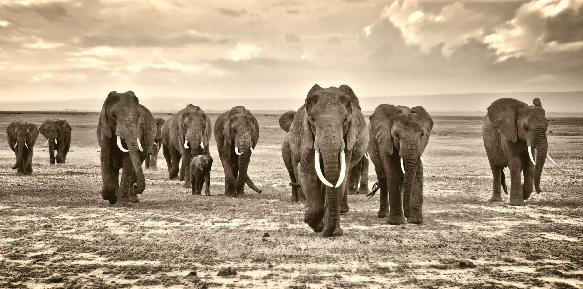 Group of walking elephants - LW00170