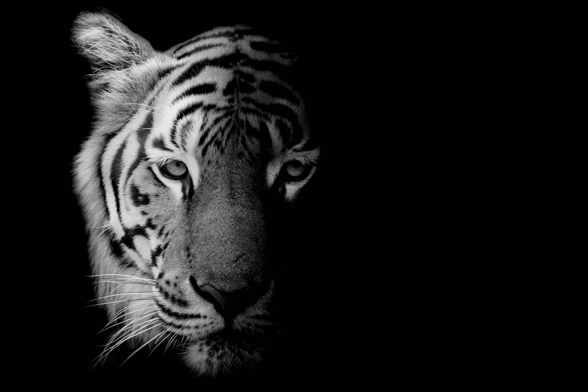 Tiger in black and white against black background - LW00226