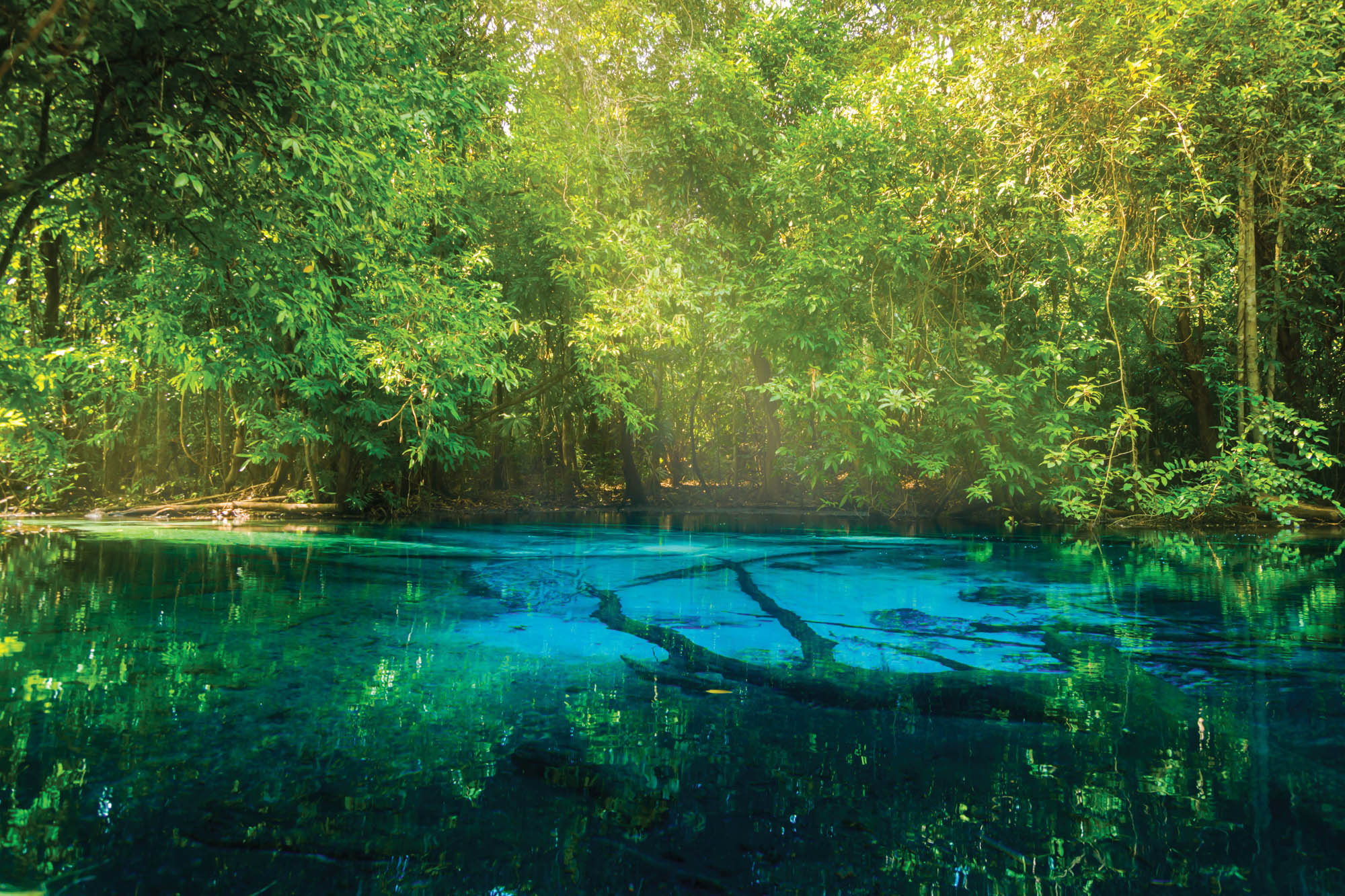 Pond in forest - LW00261