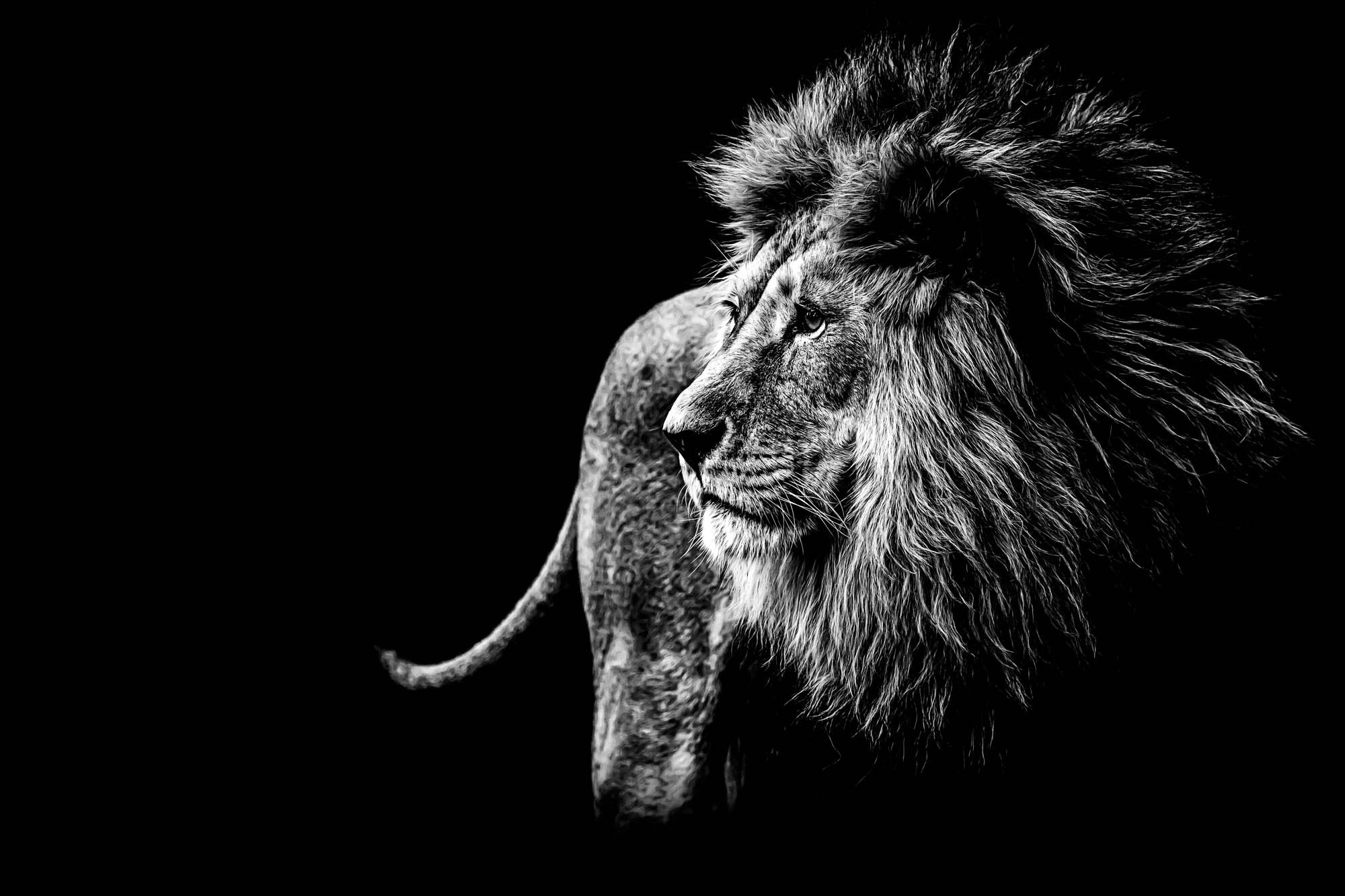 Lion in black and white - LW00228