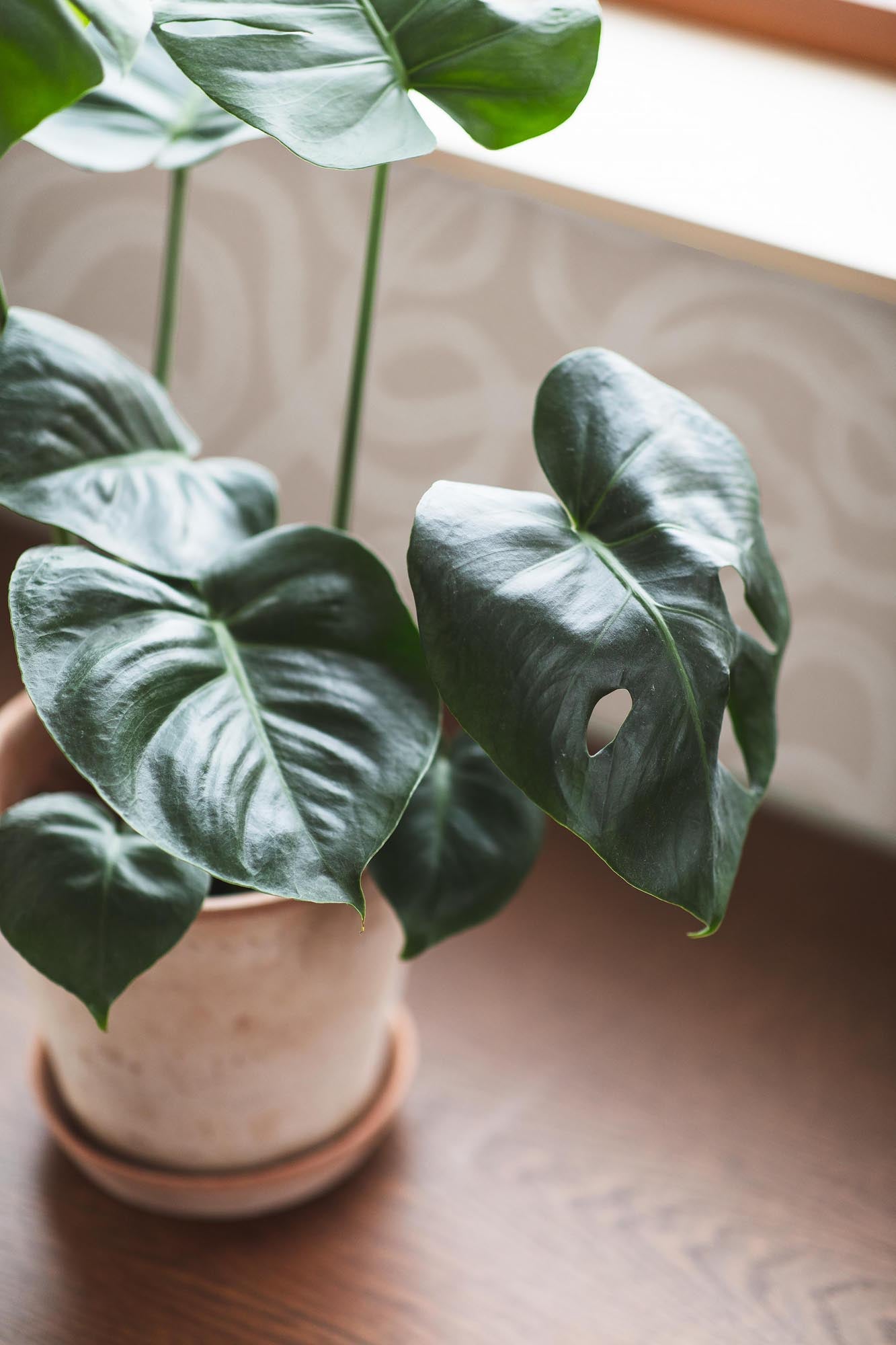 Boråstapeter Graphic Curve 4734