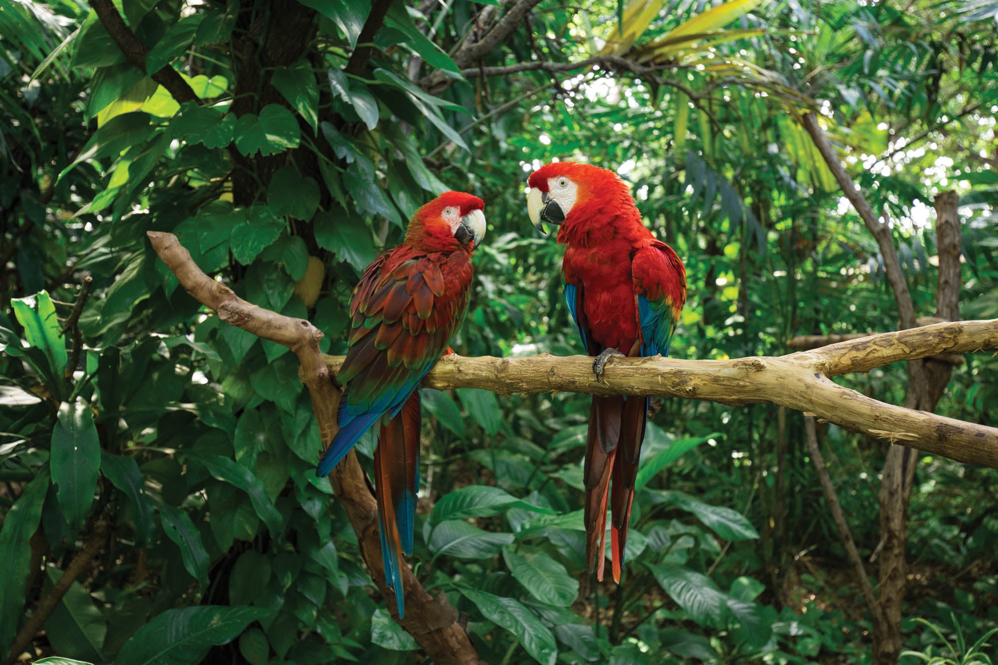 Two parrots on a branch - LW00174