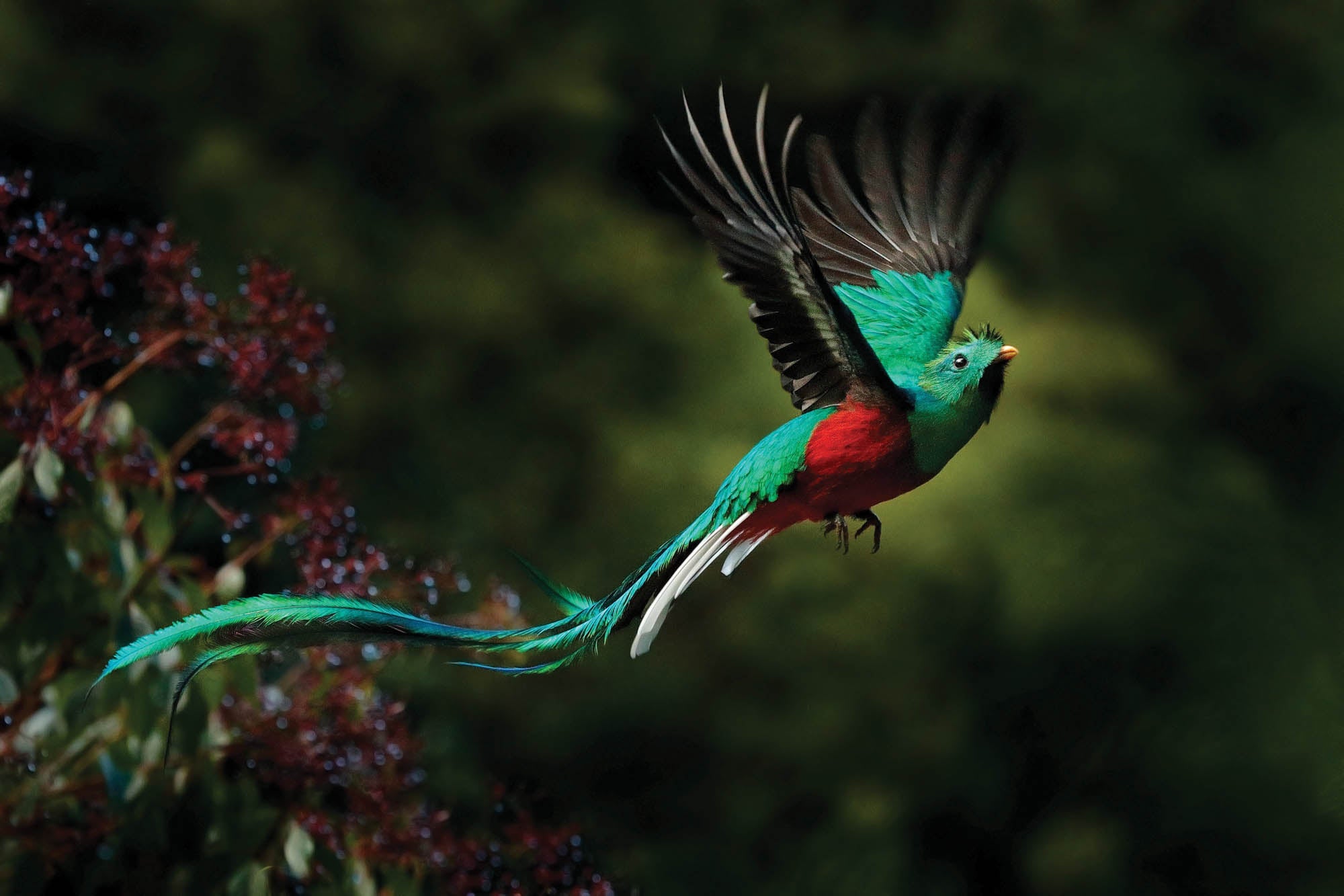 Flying bird in green-red - LW00178