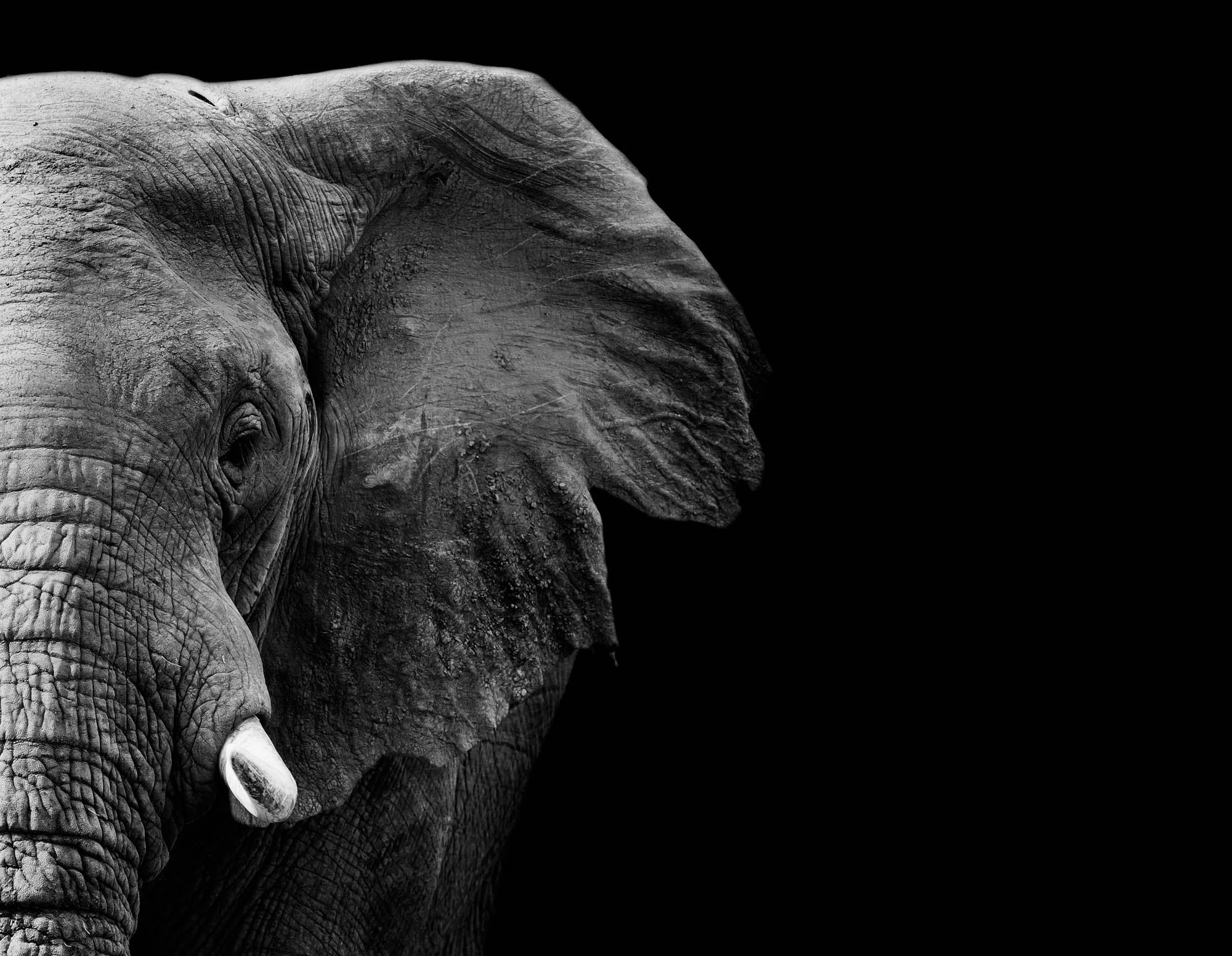 Half image of elephant head in black and white - LW00231