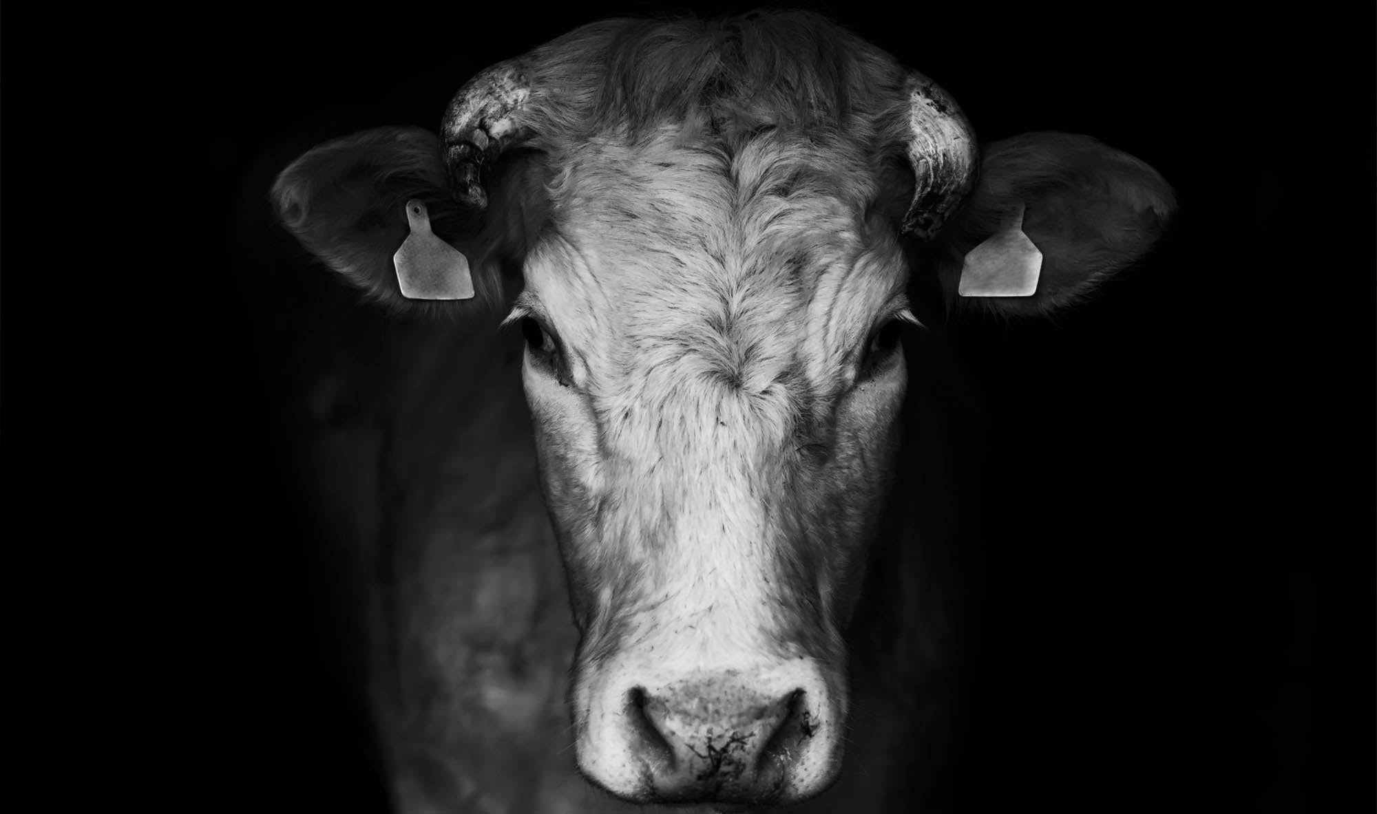 Close-up cow - LW00232