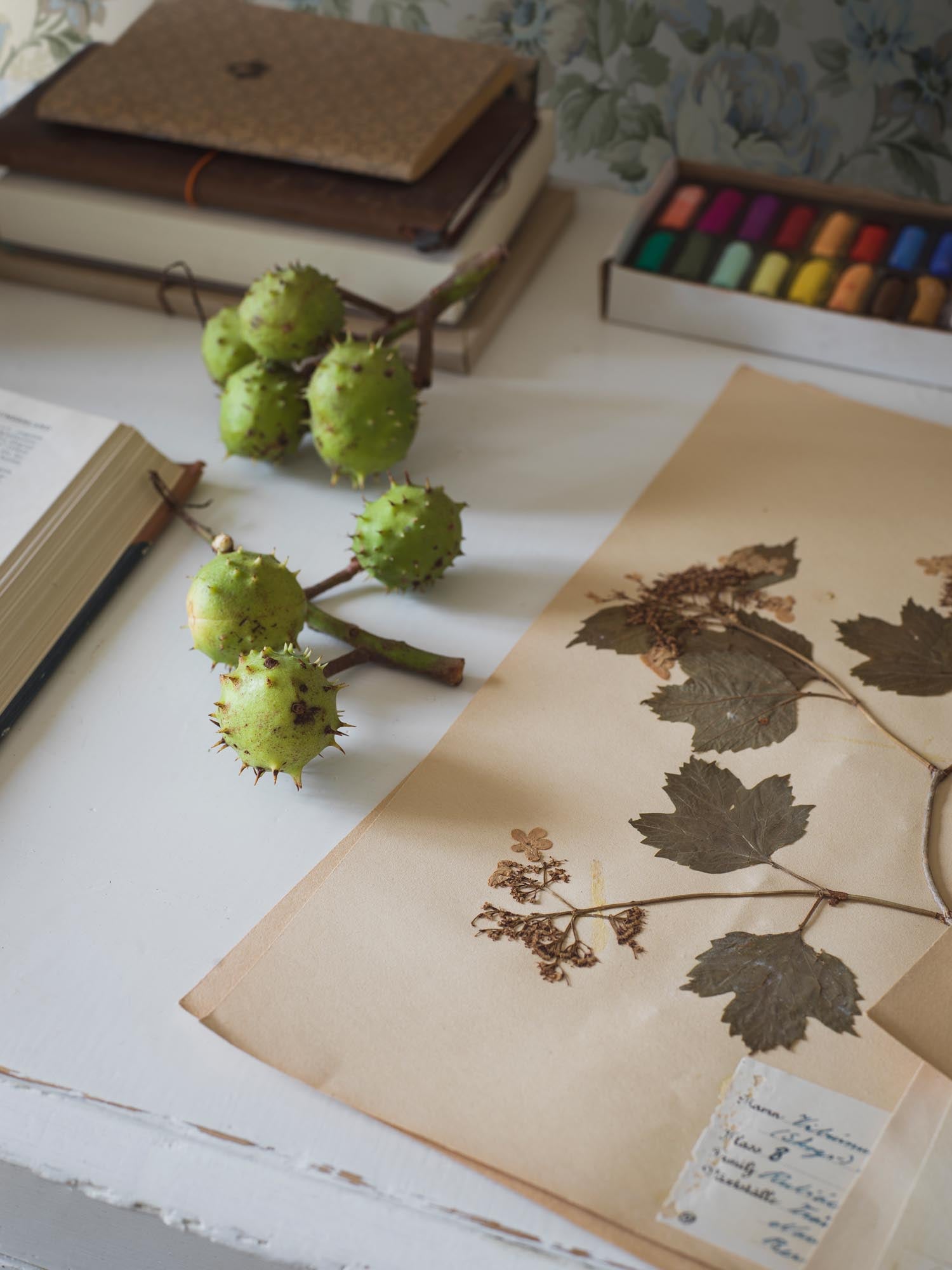 Boråstapeter Orangeri Hortensia 5726