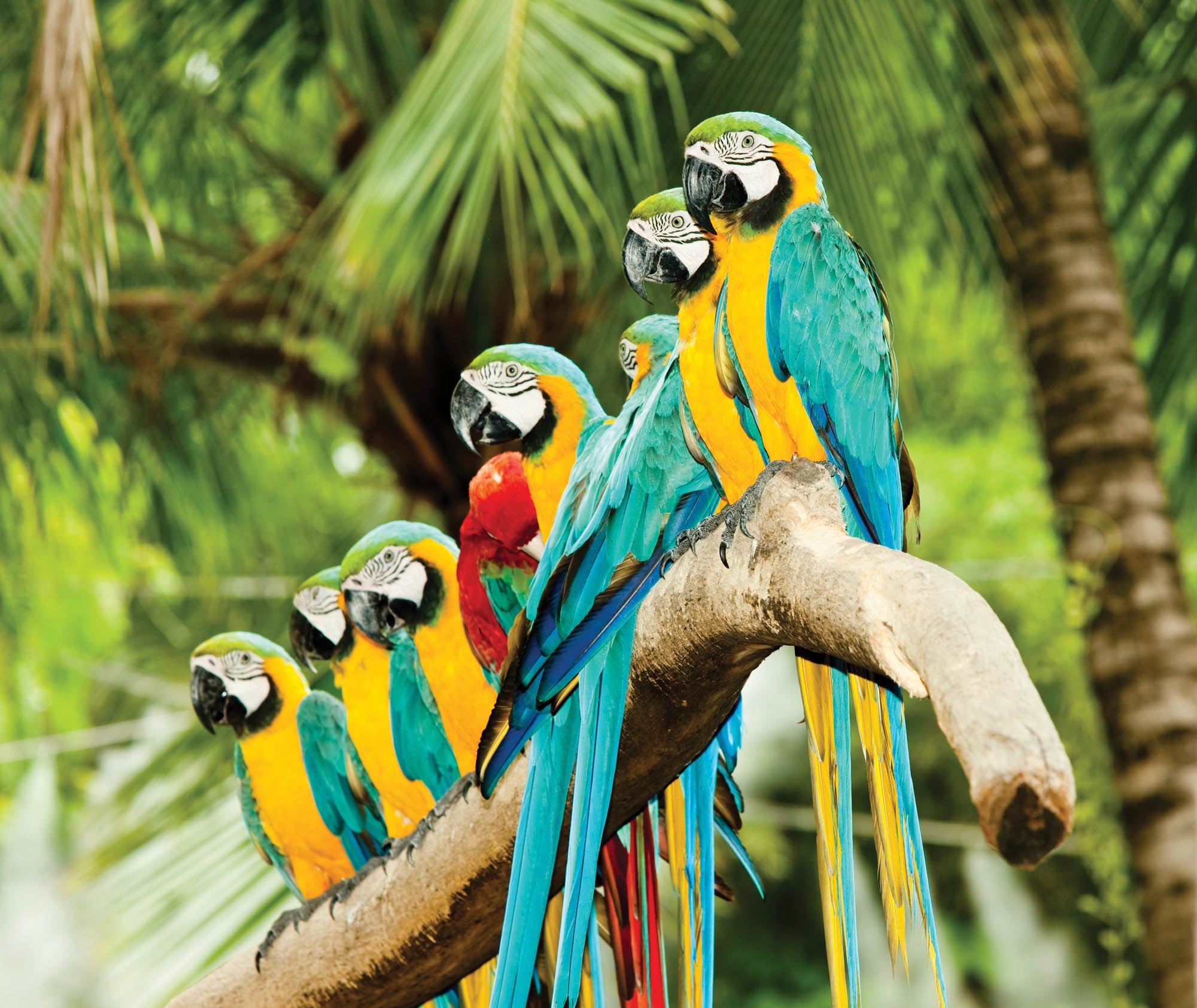 colorful parrots - LW00149