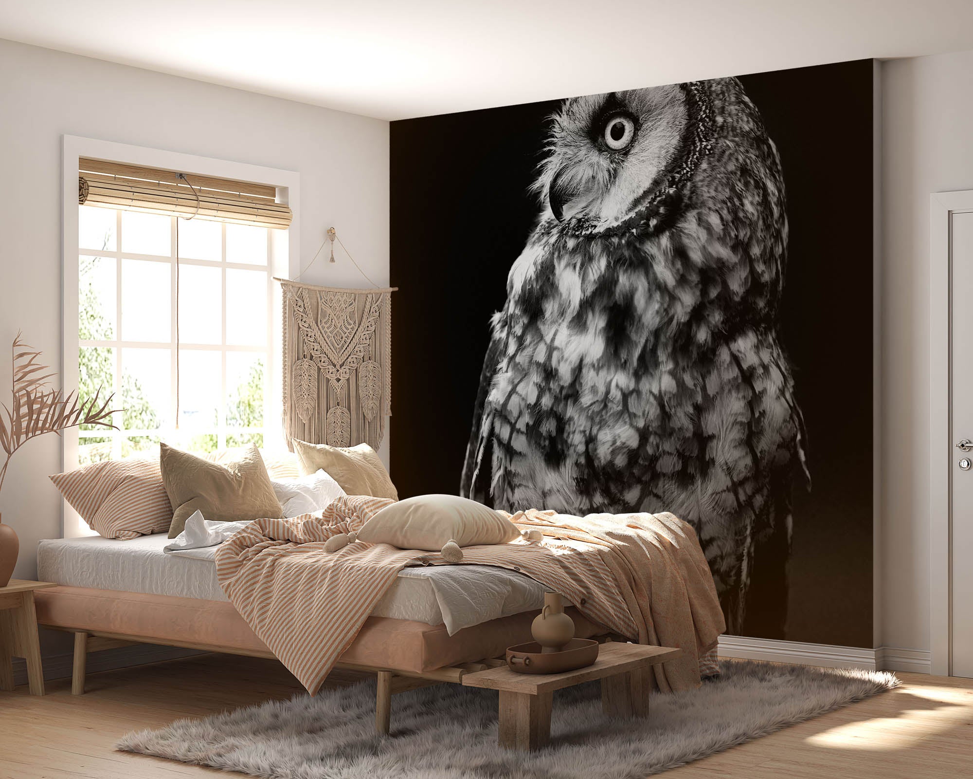 Long-eared Owl - LW00200