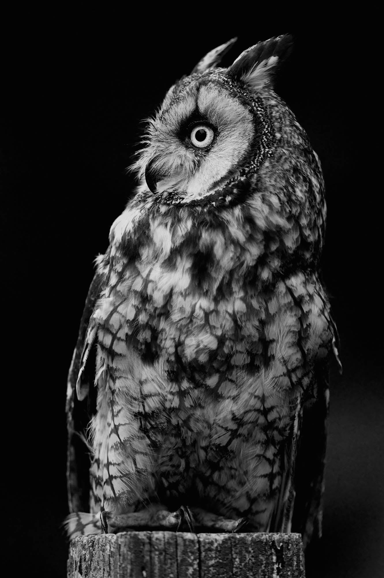 Long-eared Owl - LW00200