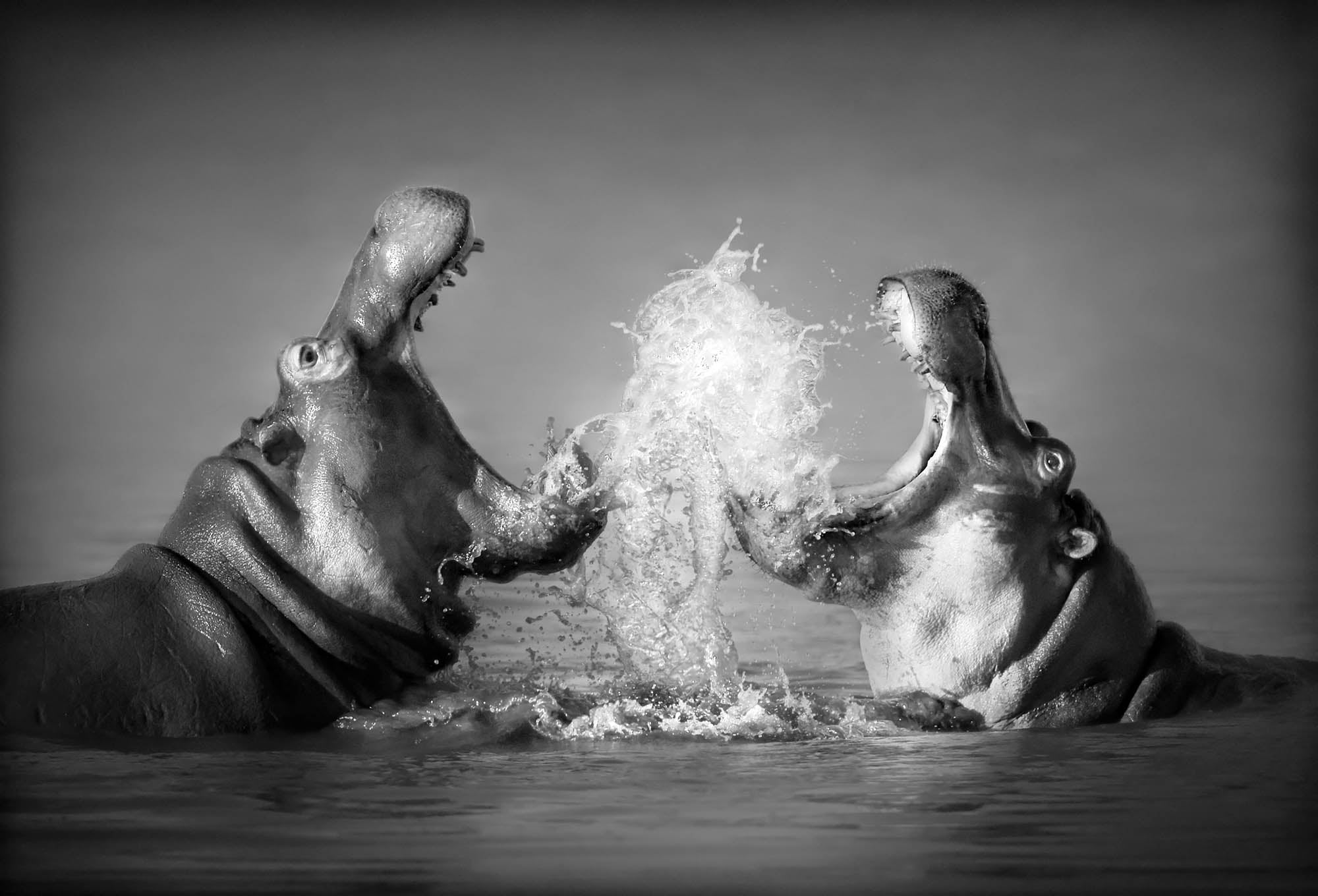 Fighting Hippos - LW00201