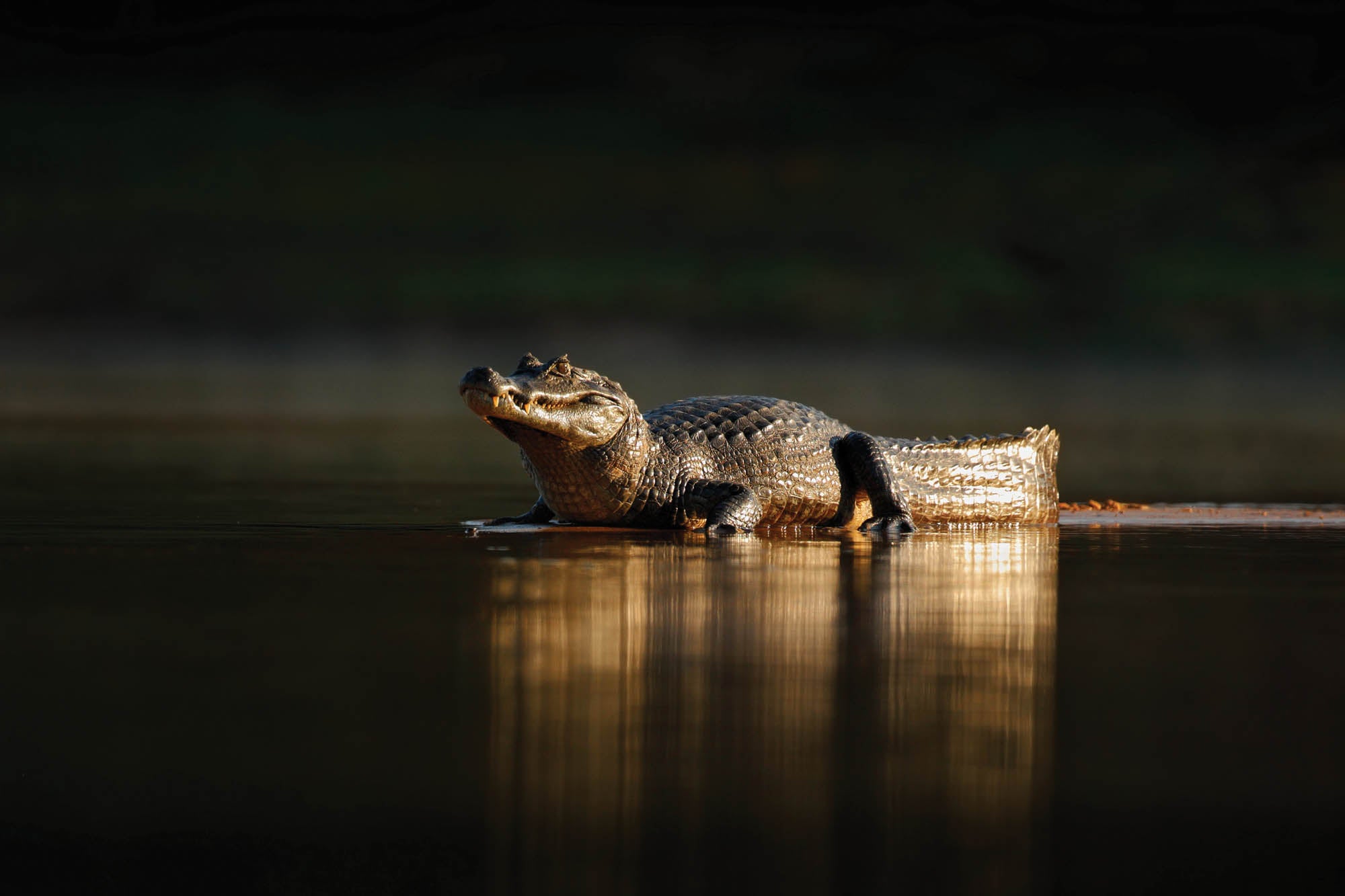 Yacarekaaiman in avondzon - LW00180