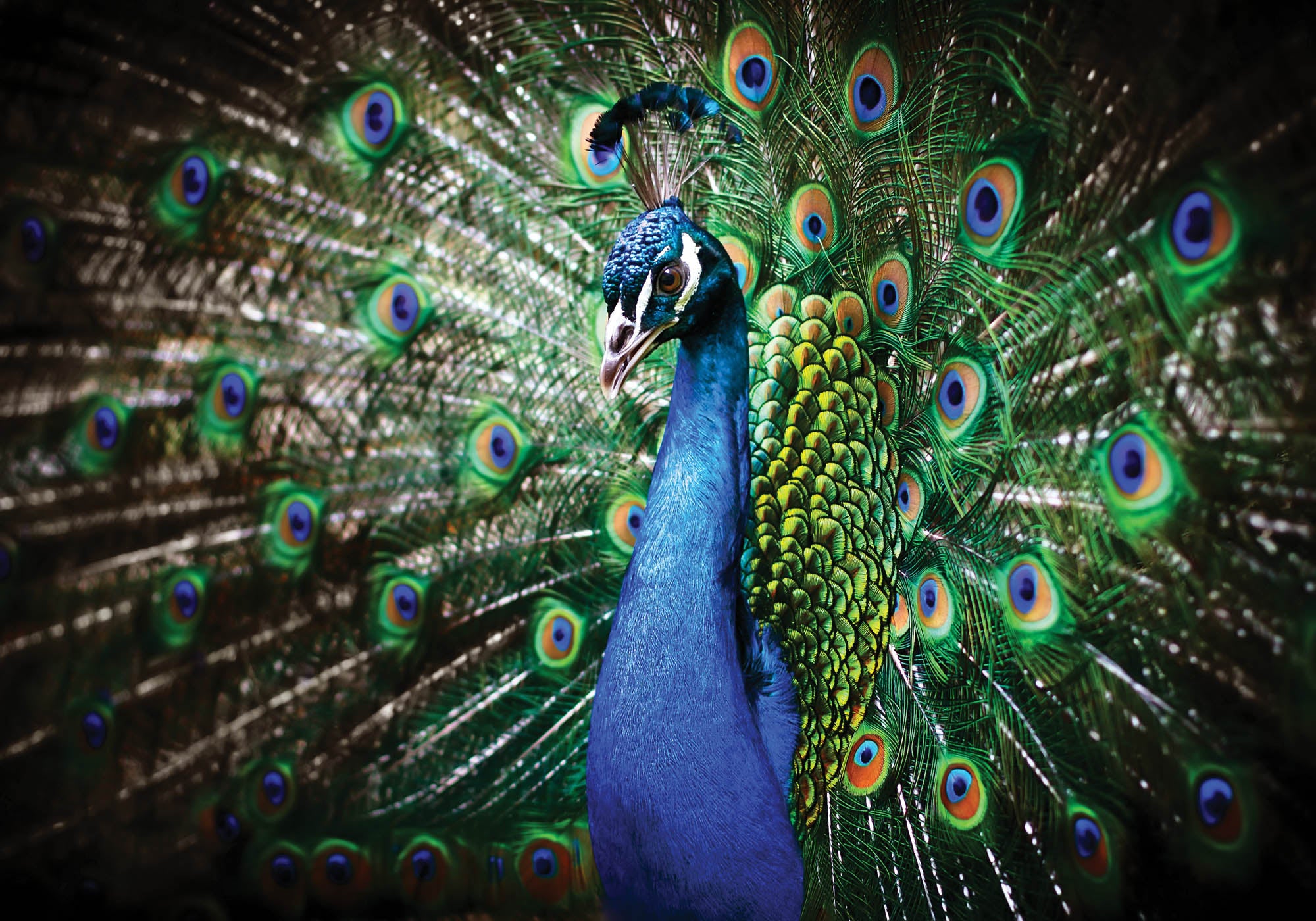 Peacock with feathers - LW00152