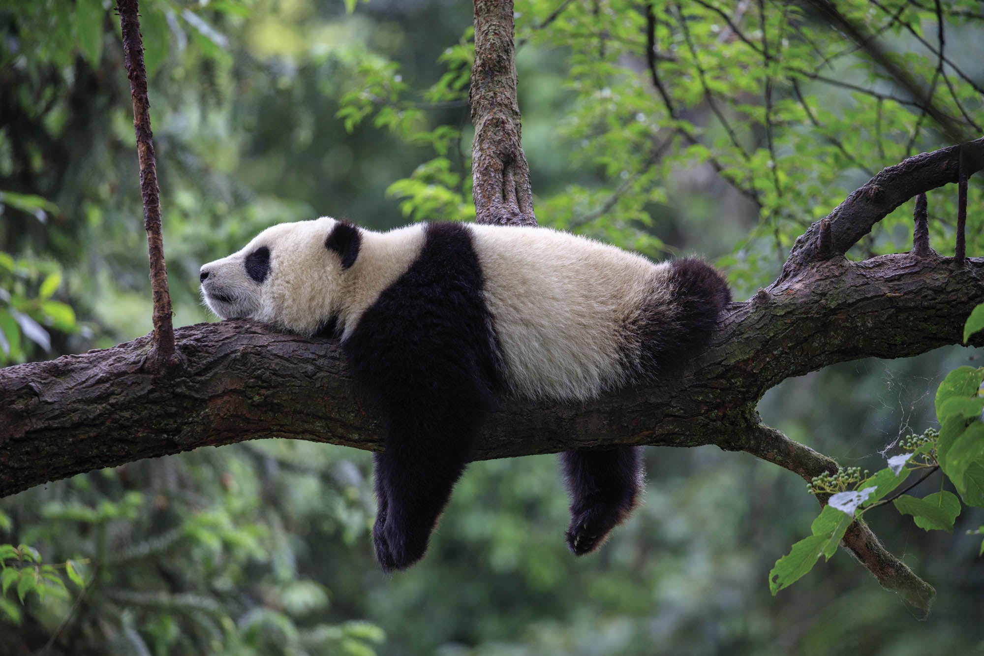 Sleeping panda on branch - LW00182