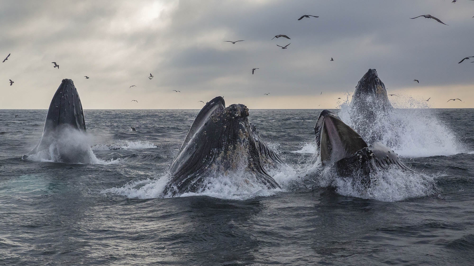 Group of Gray Whales - LW00184