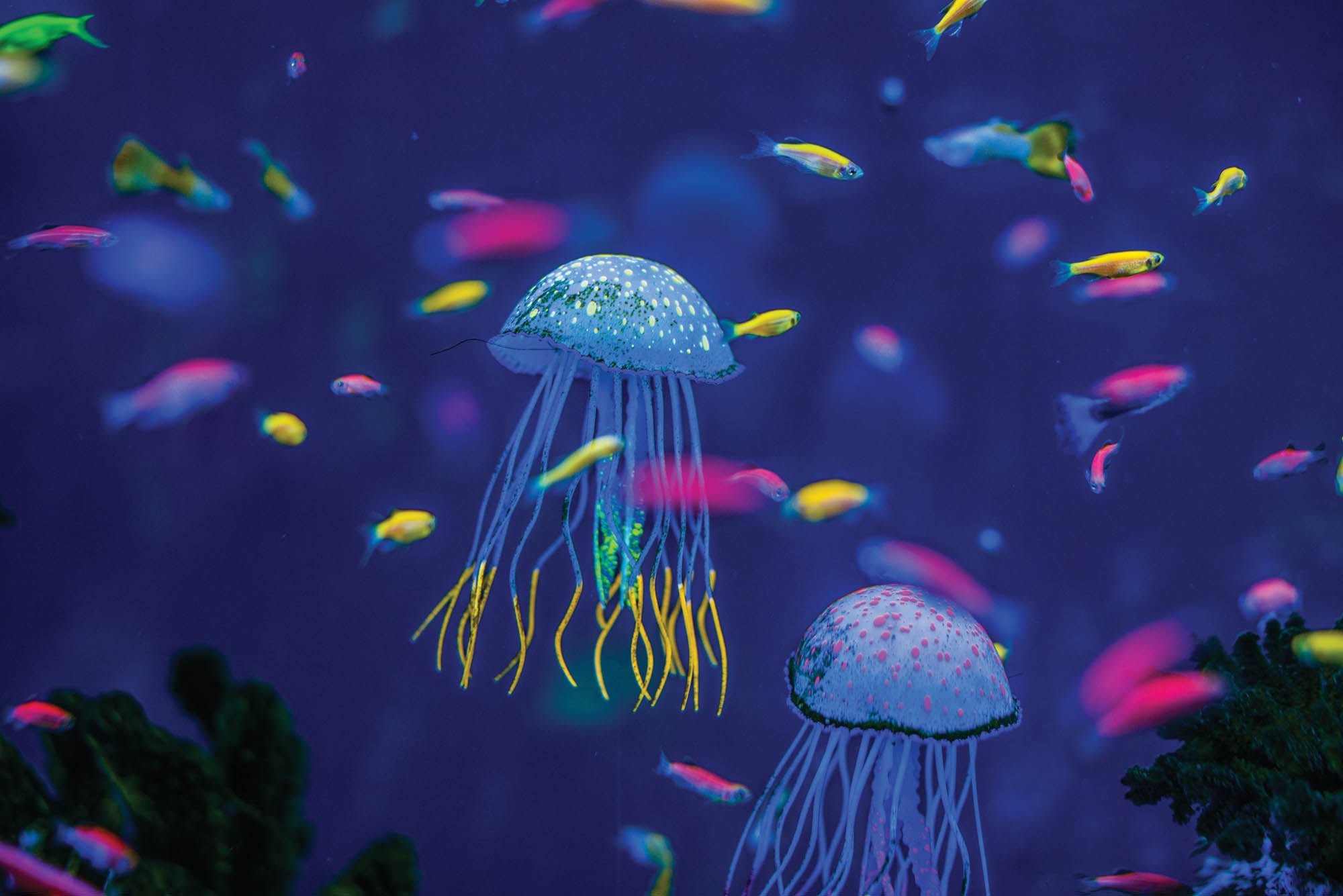 Kwallen in aquarium - LW00192