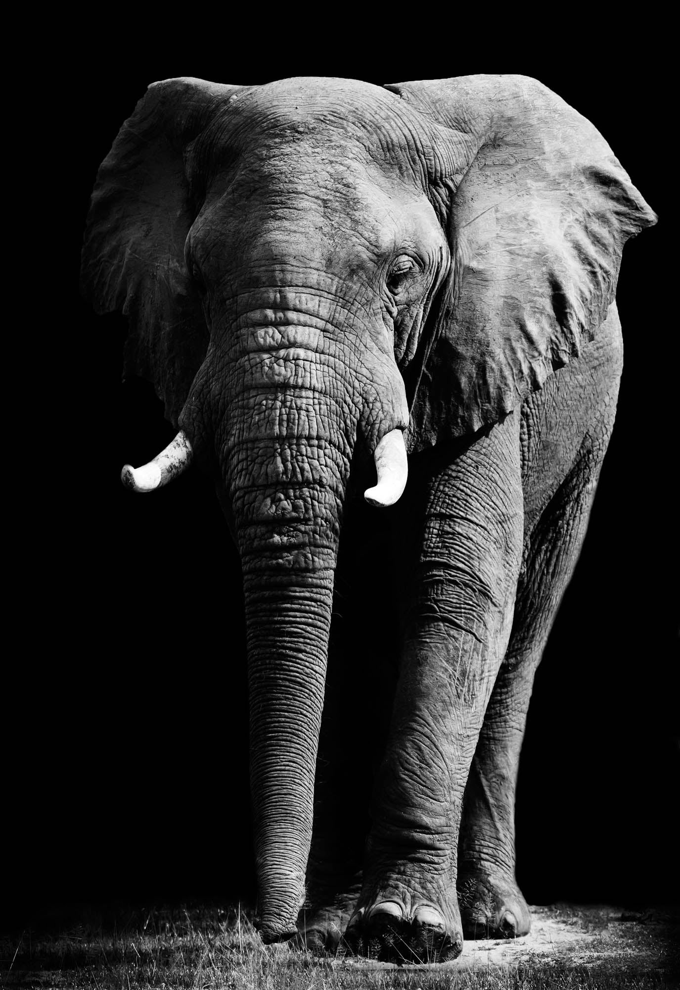 Elephant on black background - LW00202