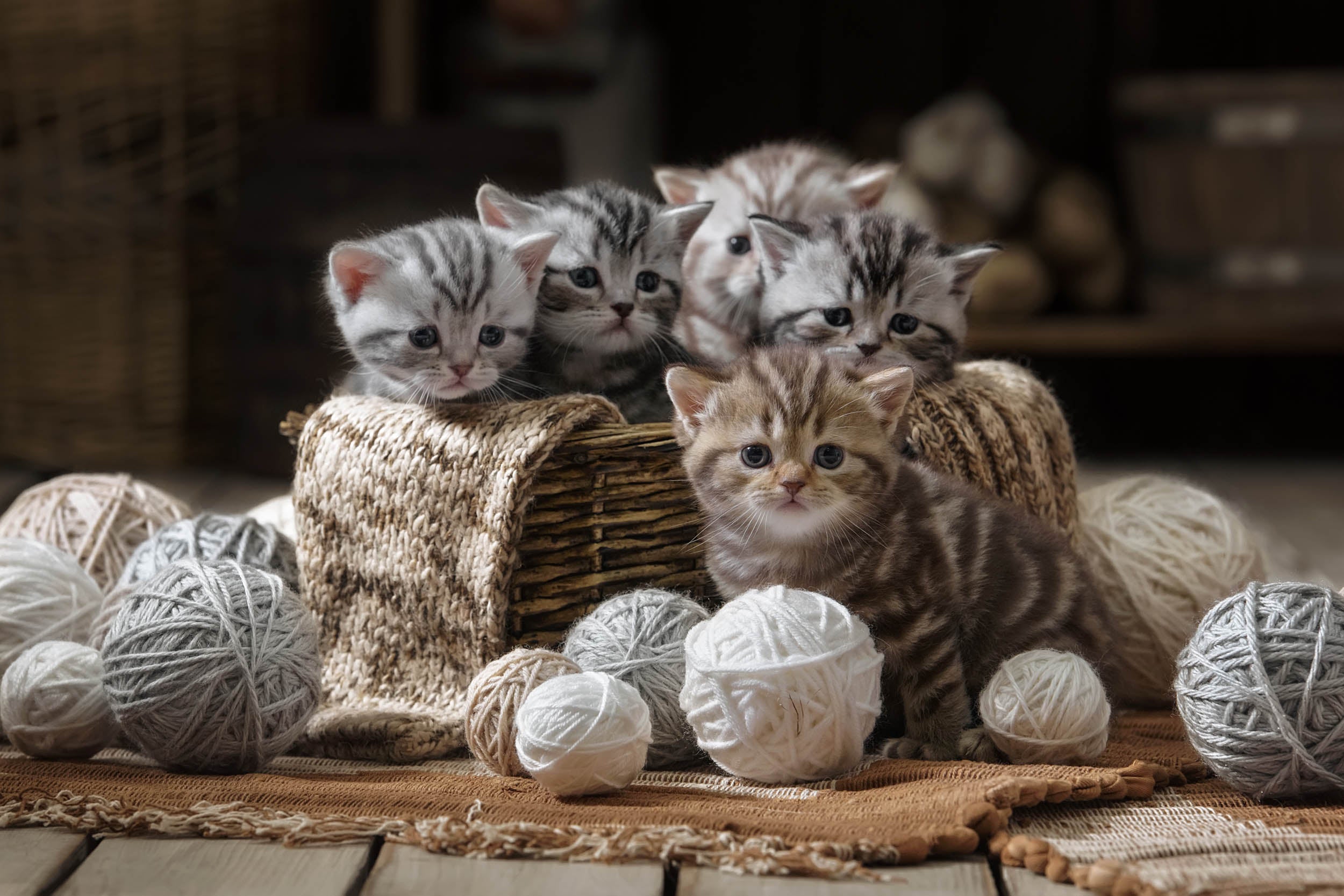 Bundle of Kittens - LW00562 Fotobehang