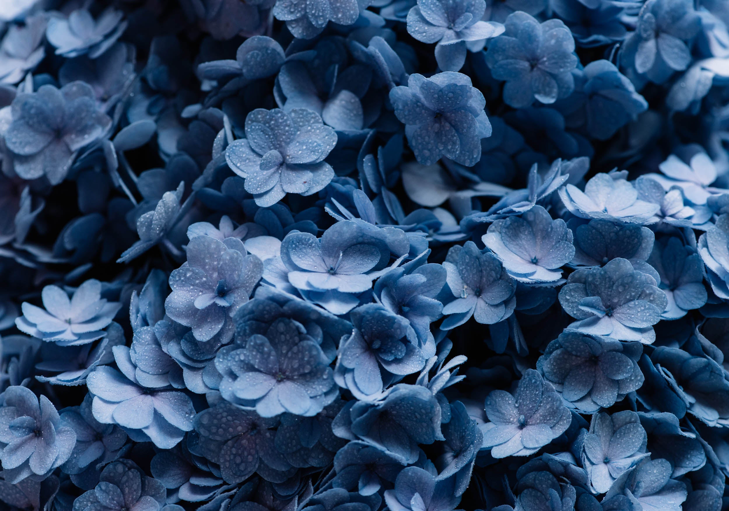 Diepblauwe Bloei - LW00495 Fotobehang