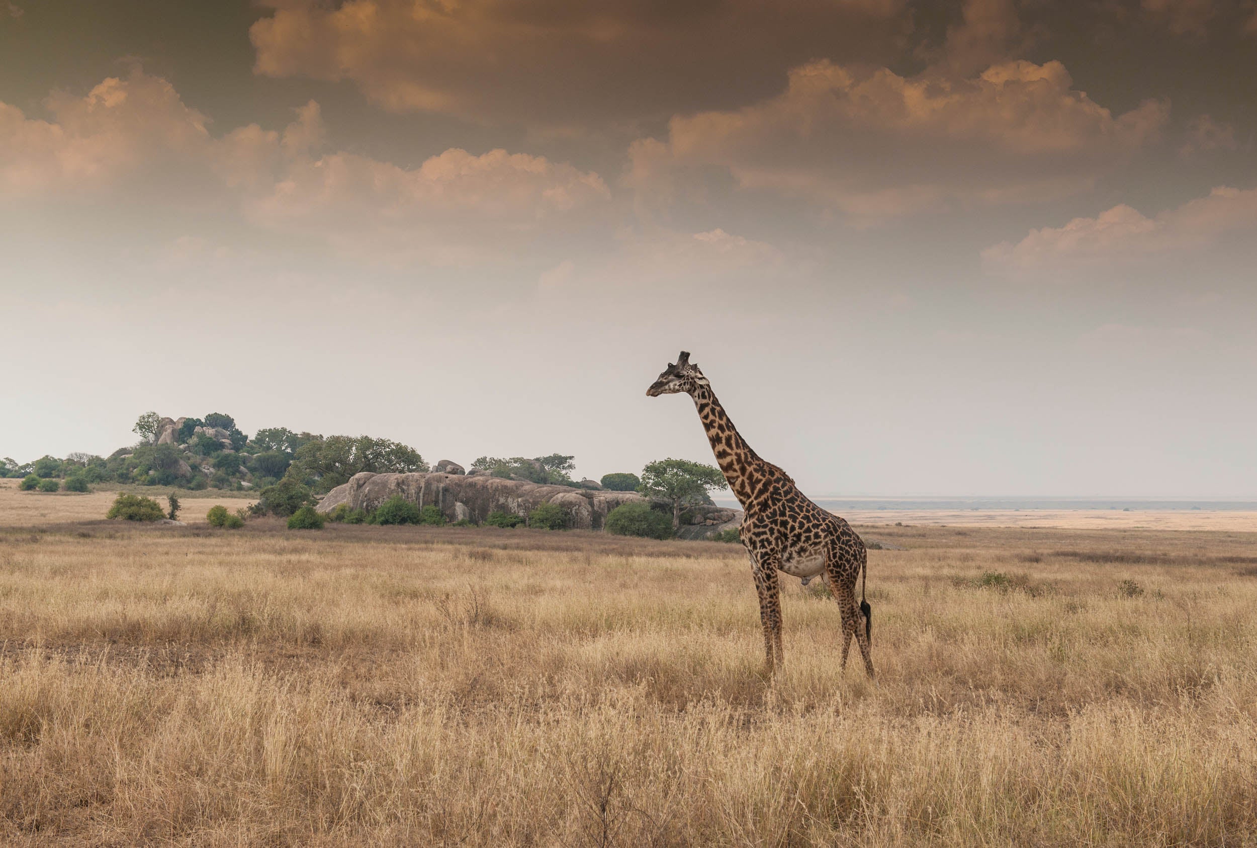 Giraffe op de Open Savanne - LW00836 Fotobehang