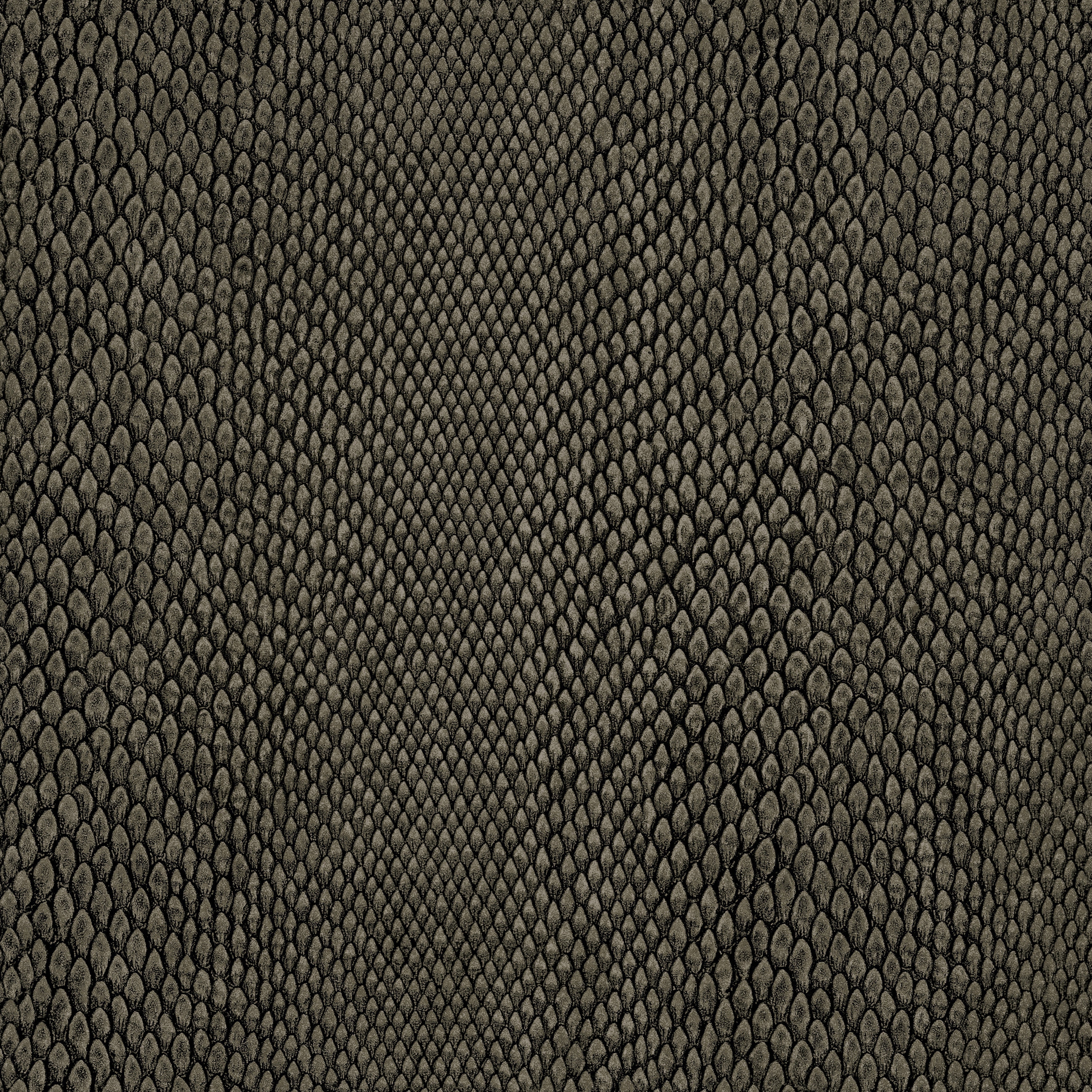 Hooked on Walls Leopard Walk Naja 15336