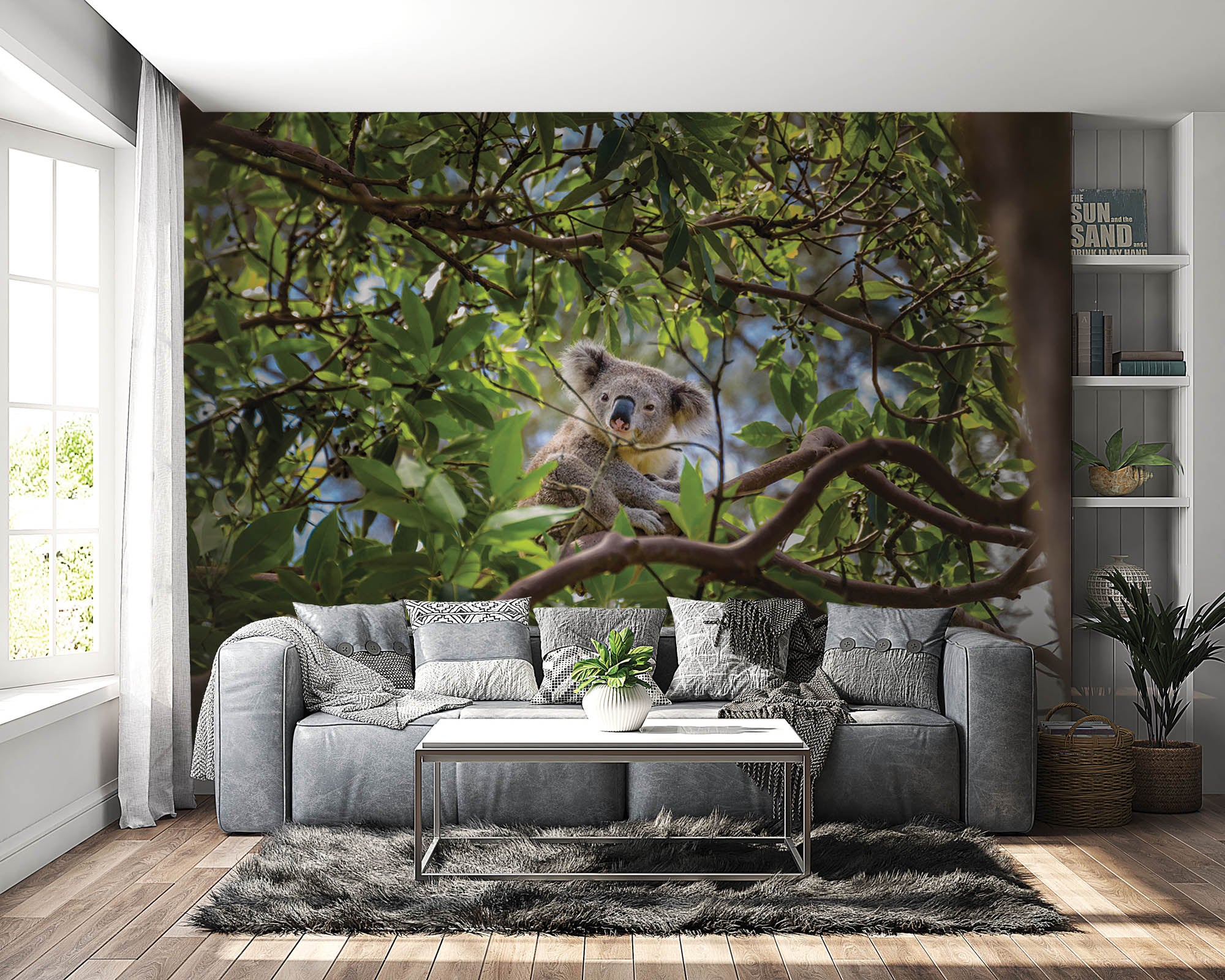 Koala op tak eucalyptus boom - LW00185 Fotobehang