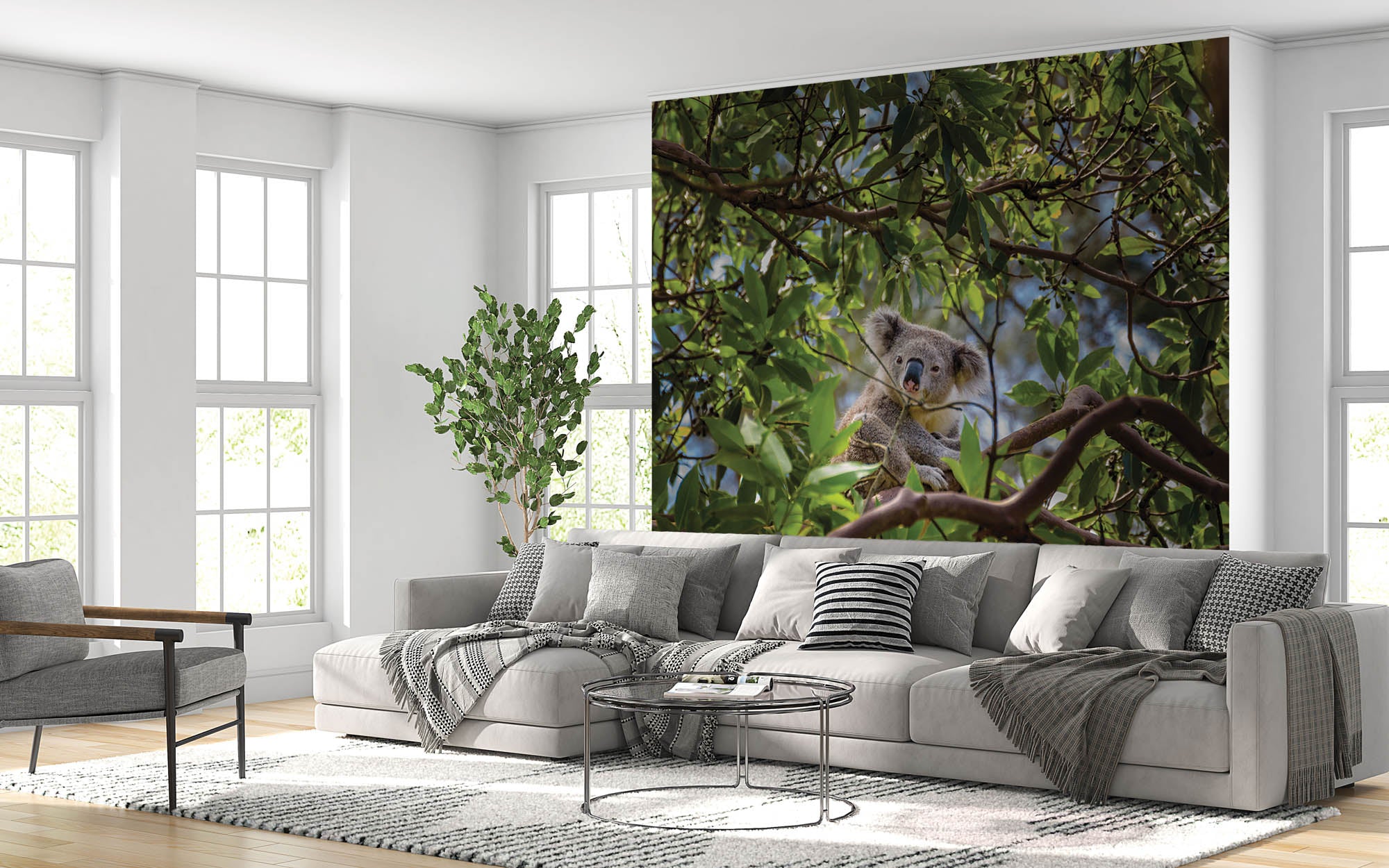 Koala op tak eucalyptus boom - LW00185 Fotobehang