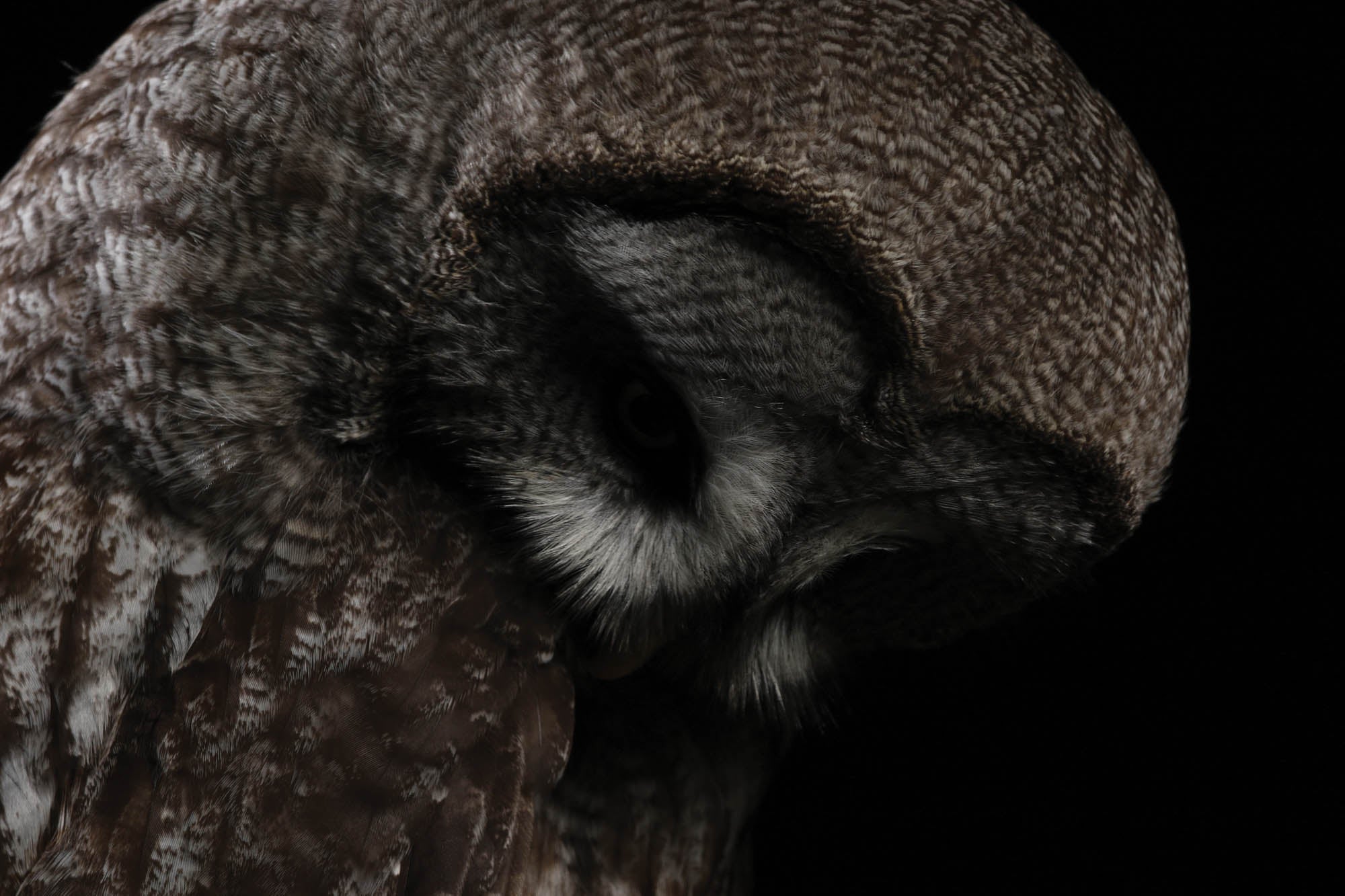 Kop van een grote grijze uil - LW00181 Fotobehang