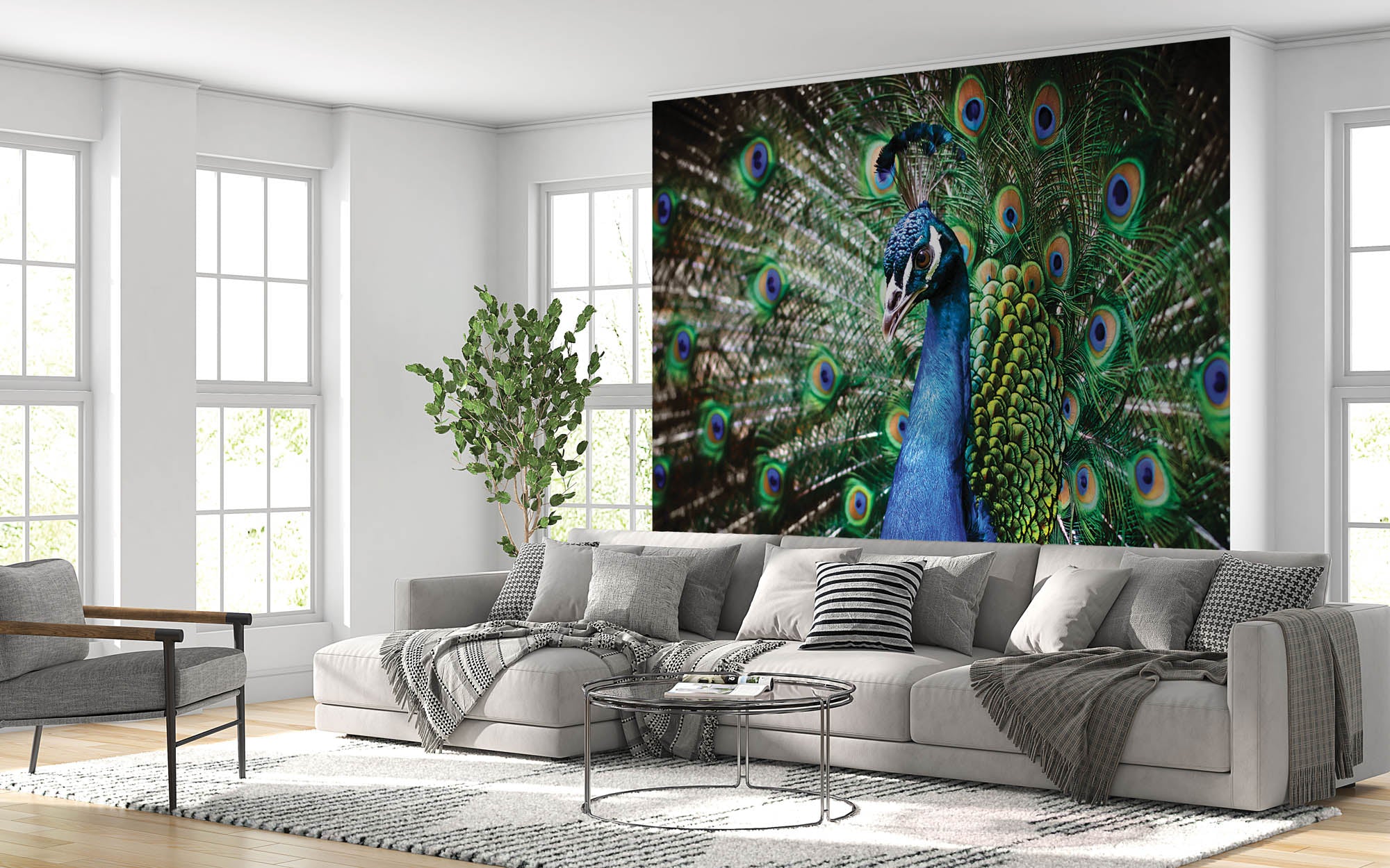 Pauw met veren - LW00152 Fotobehang