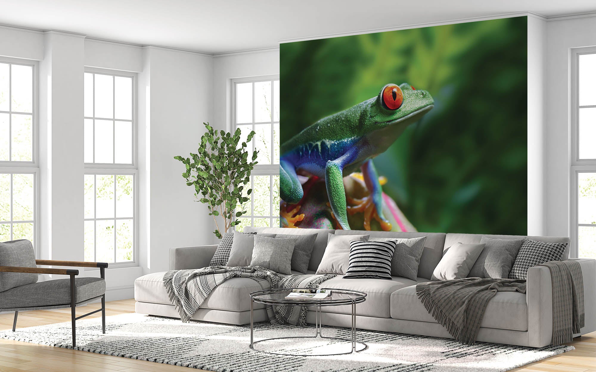 Roodoogmakikker - LW00153 Fotobehang