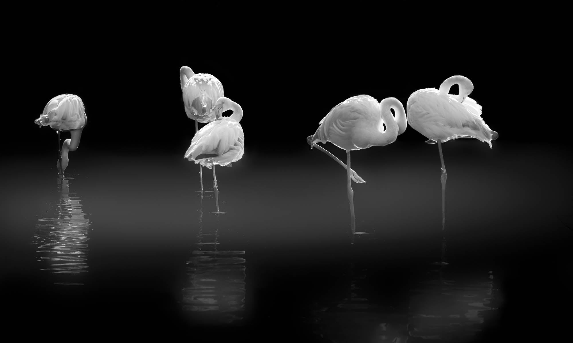 Slapende flamingo's - LW00241 Fotobehang