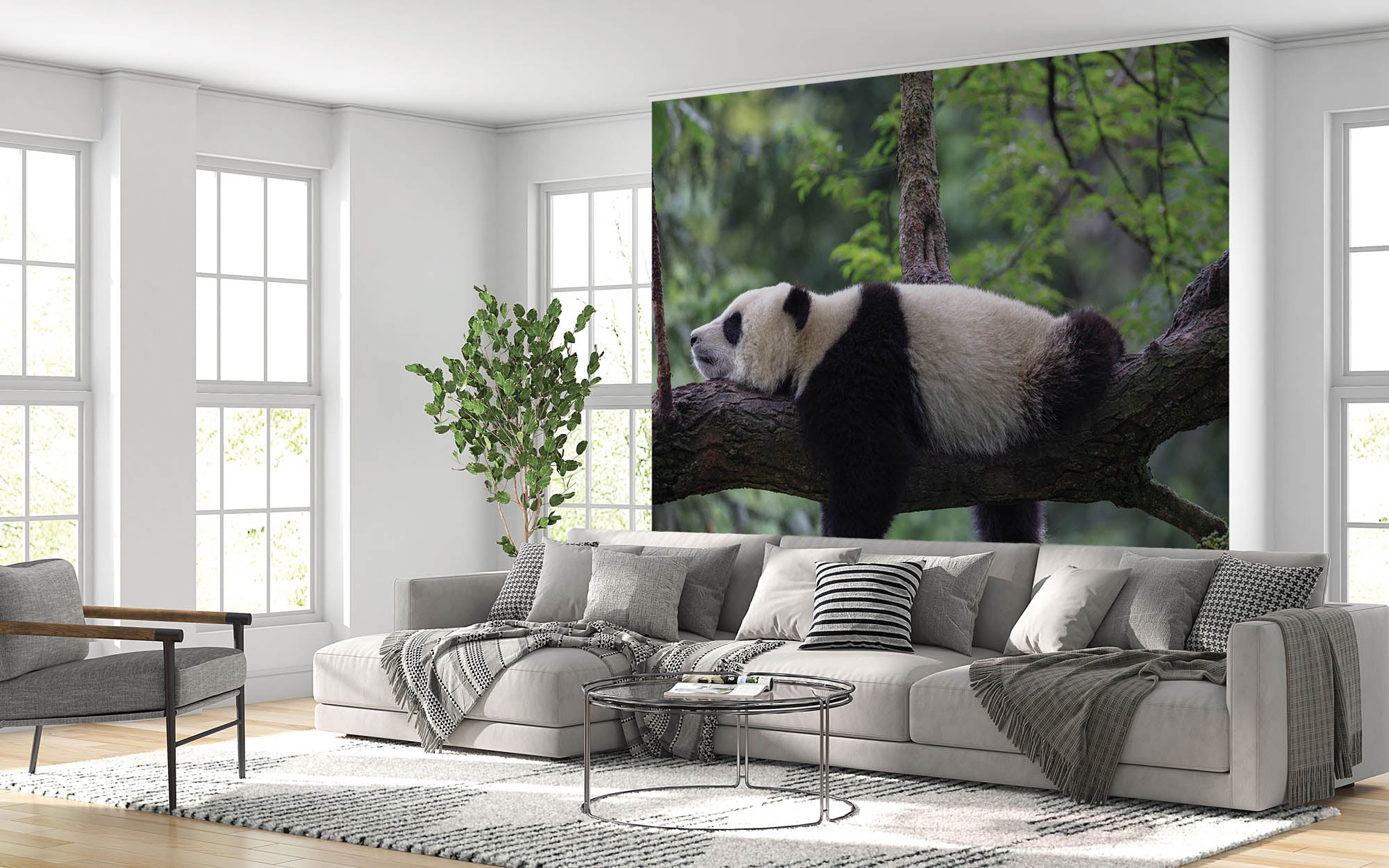Slapende panda op tak - LW00182 Fotobehang