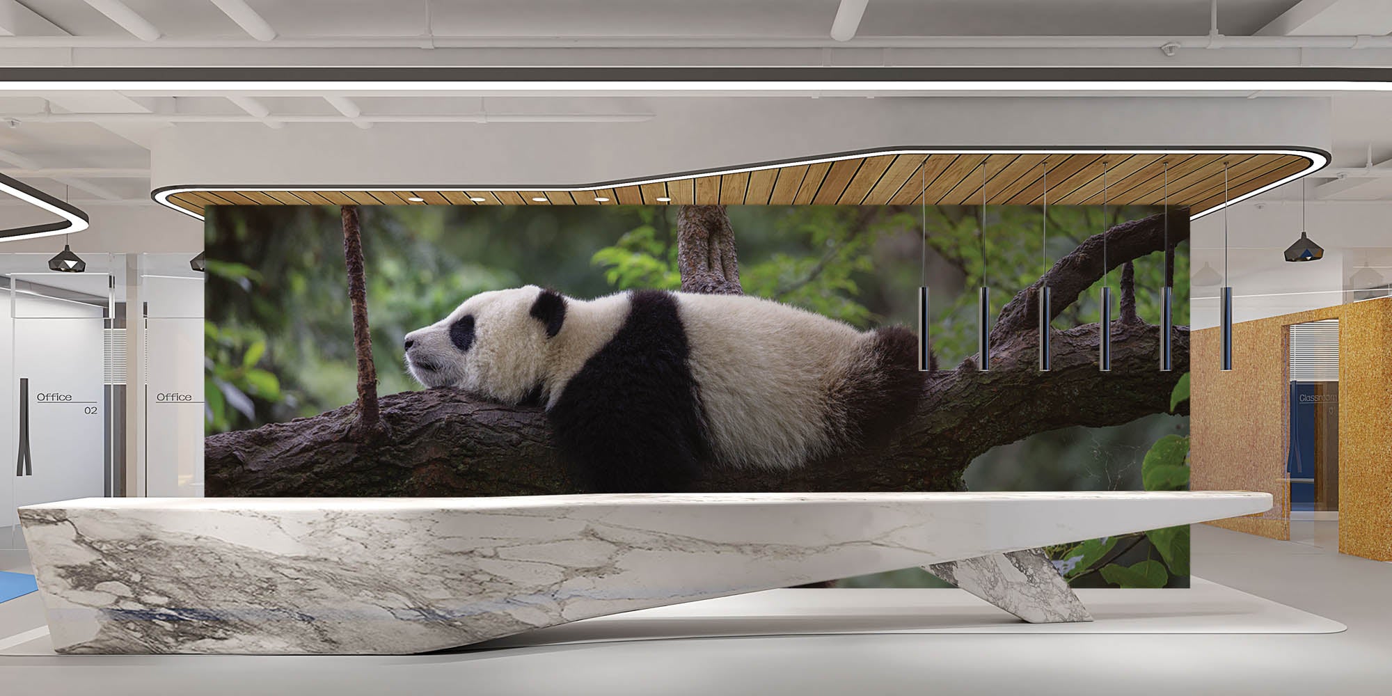 Slapende panda op tak - LW00182 Fotobehang