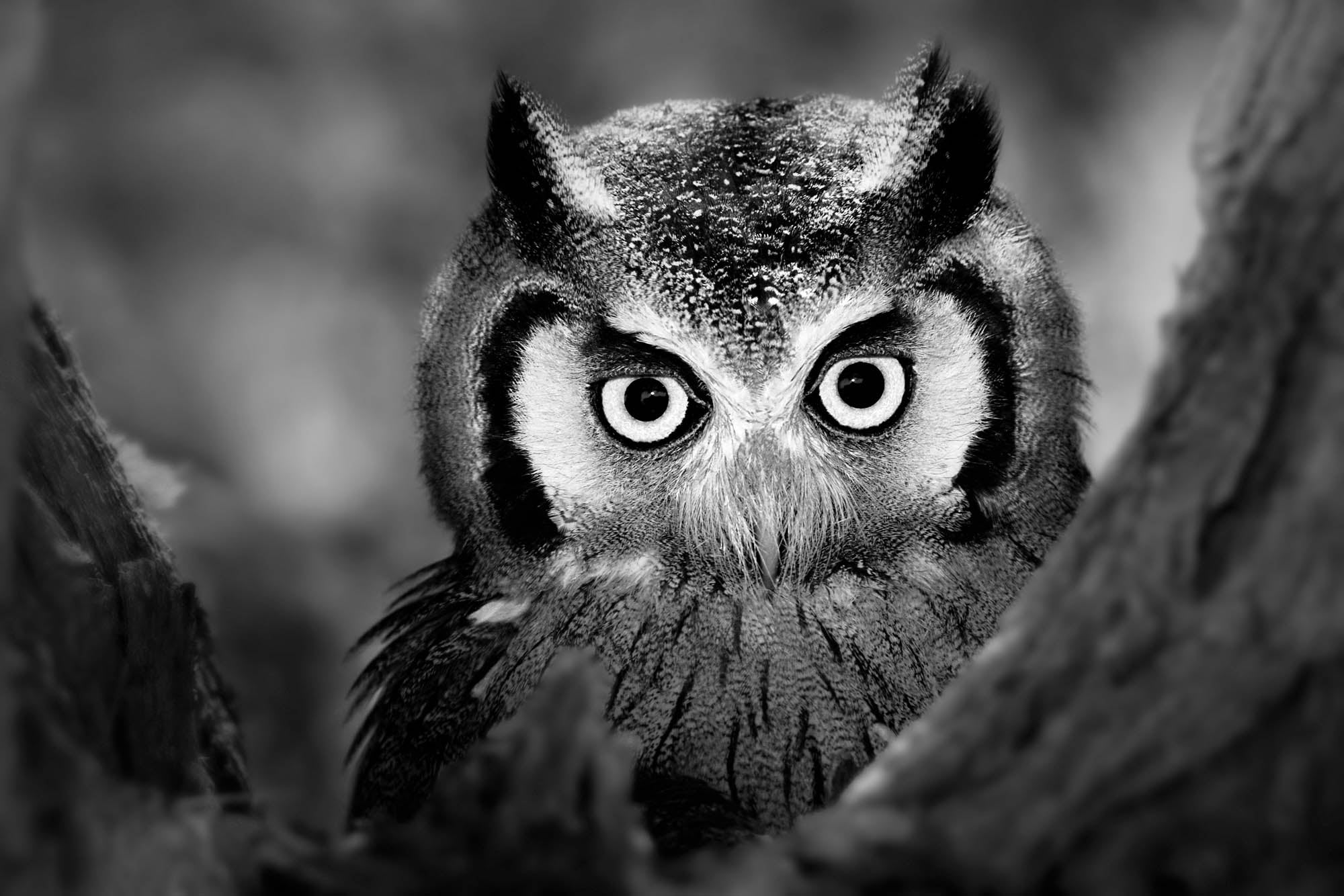 Uil in close-up - LW00205 Fotobehang