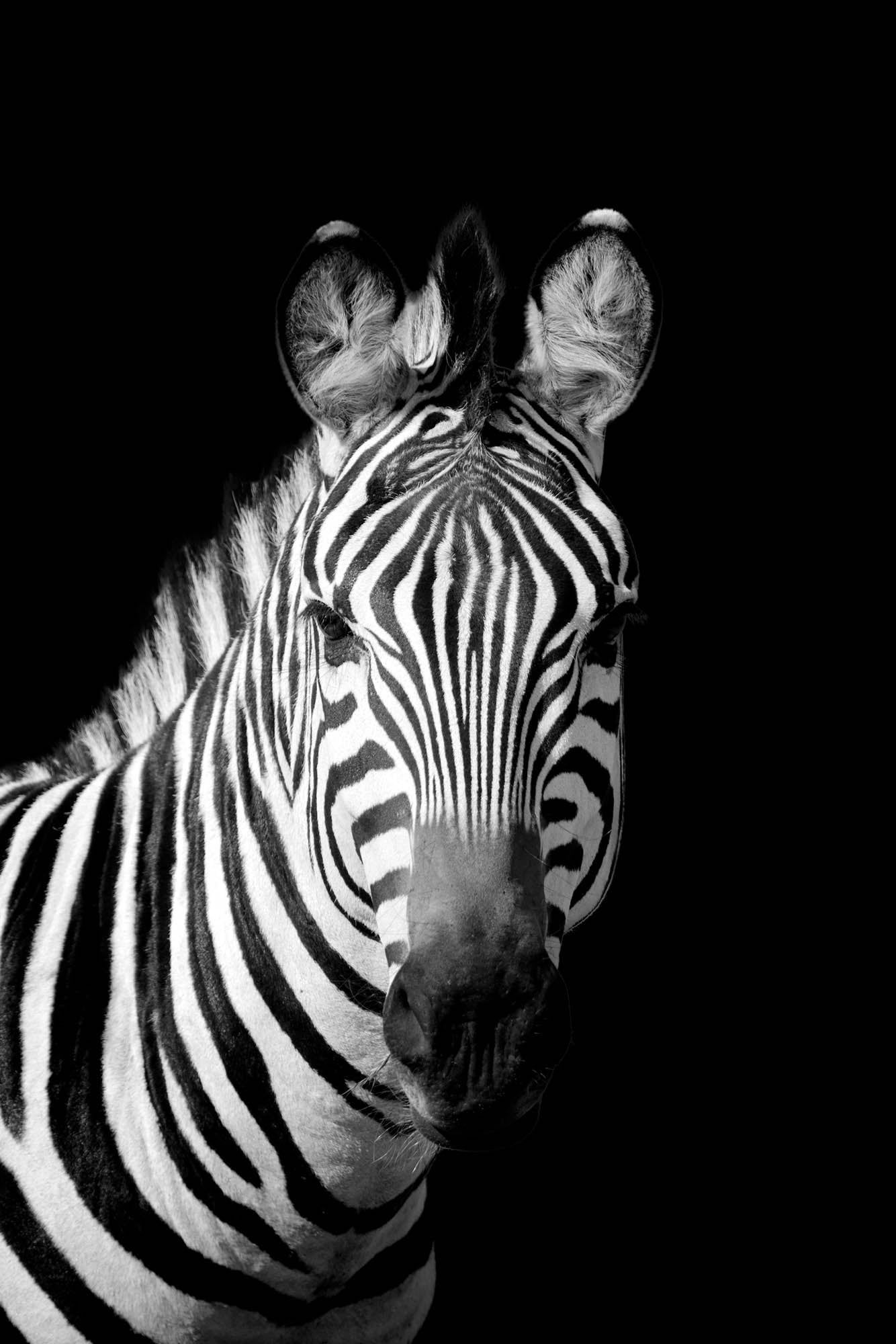 Zebra portret - LW00224 Fotobehang