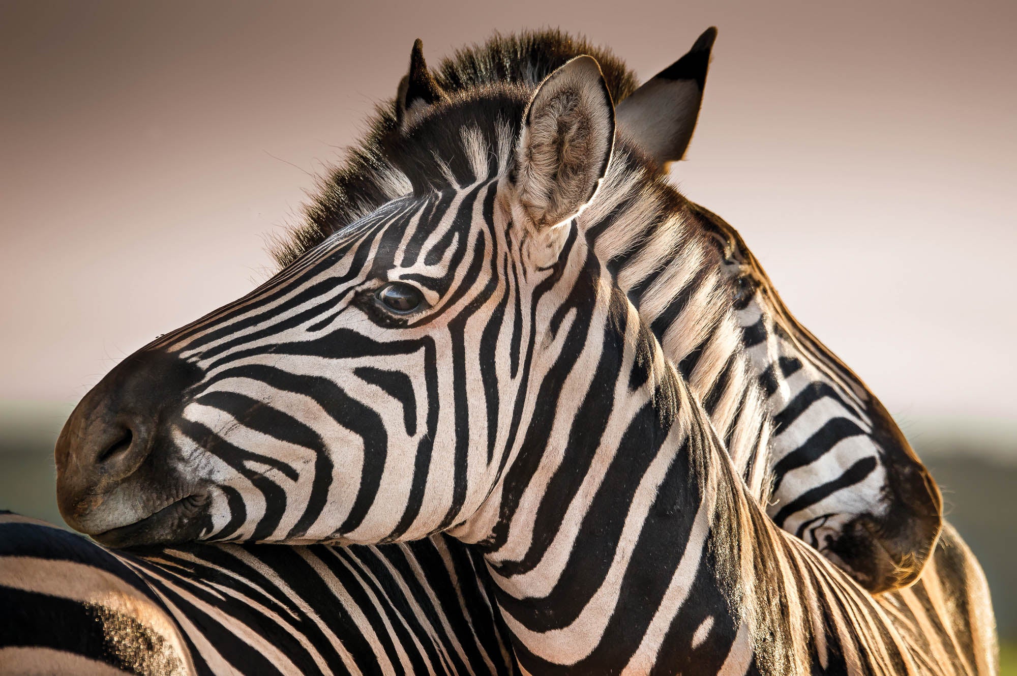 Twee zebra's met hoofden bij elkaar  - LW00195