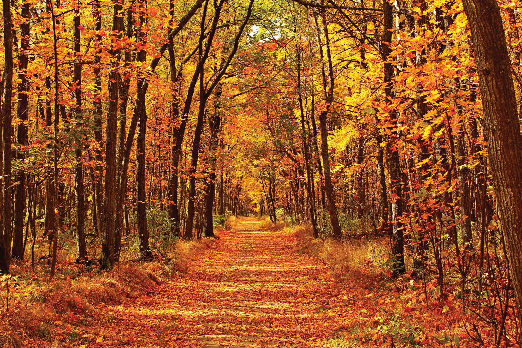 Bos in prachtige herfstkleuren- LW00295