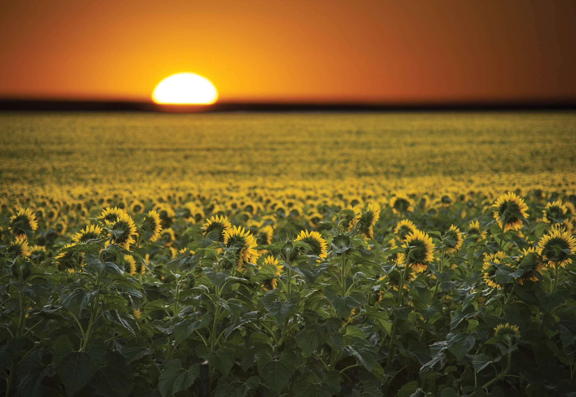 Zonnebloemenveld en zonsopgang  - LW00253