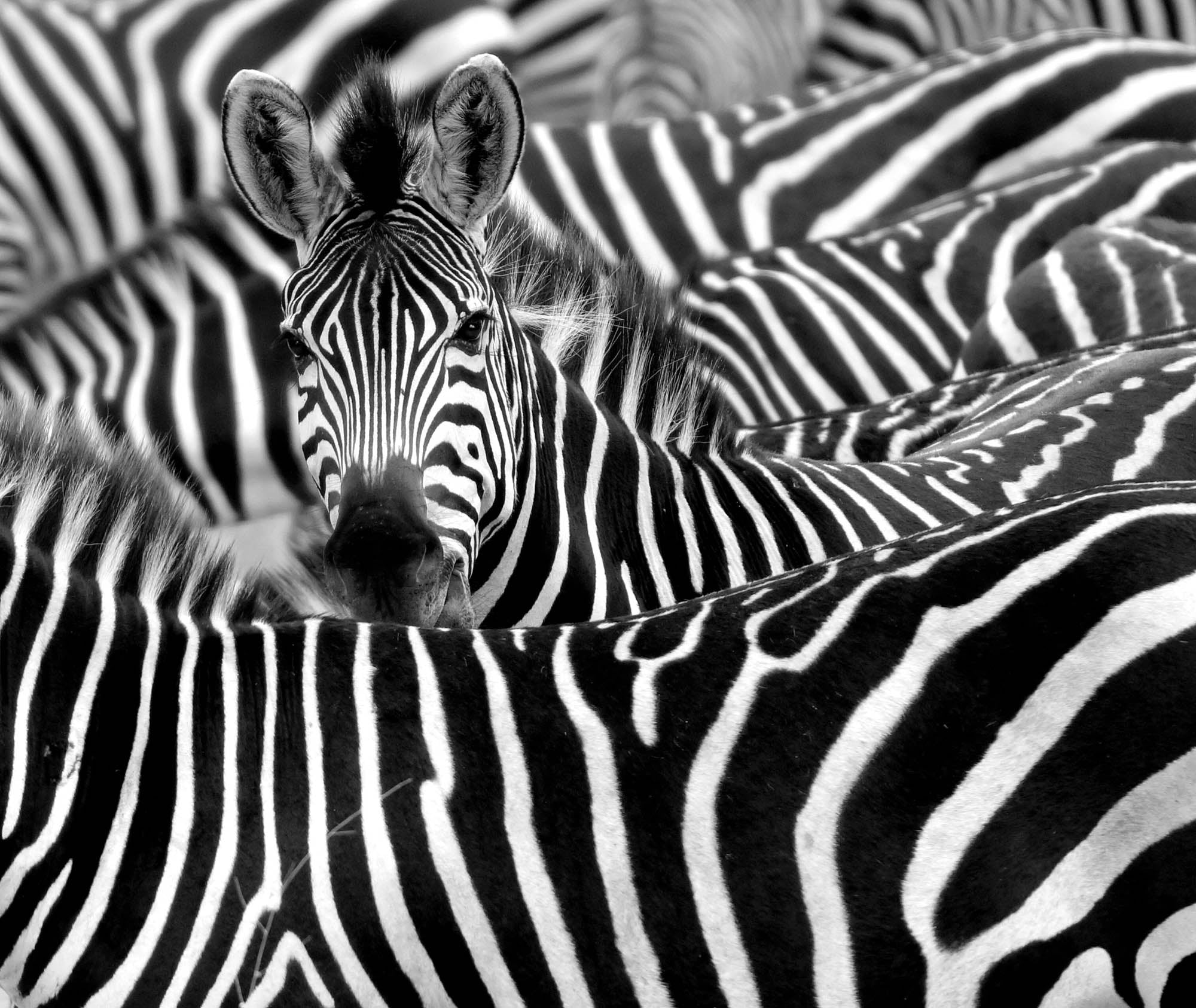 Zebra uitgelicht in kudde - LW00216