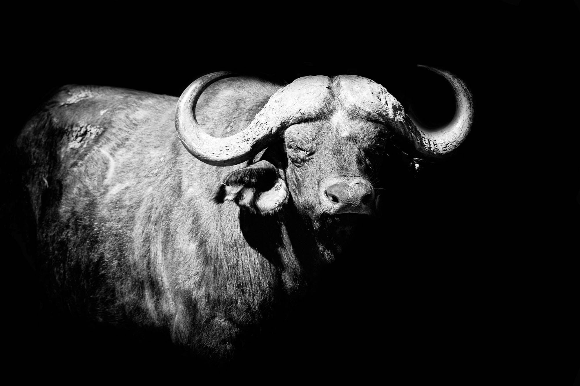 Afrikaanse buffel - LW00222